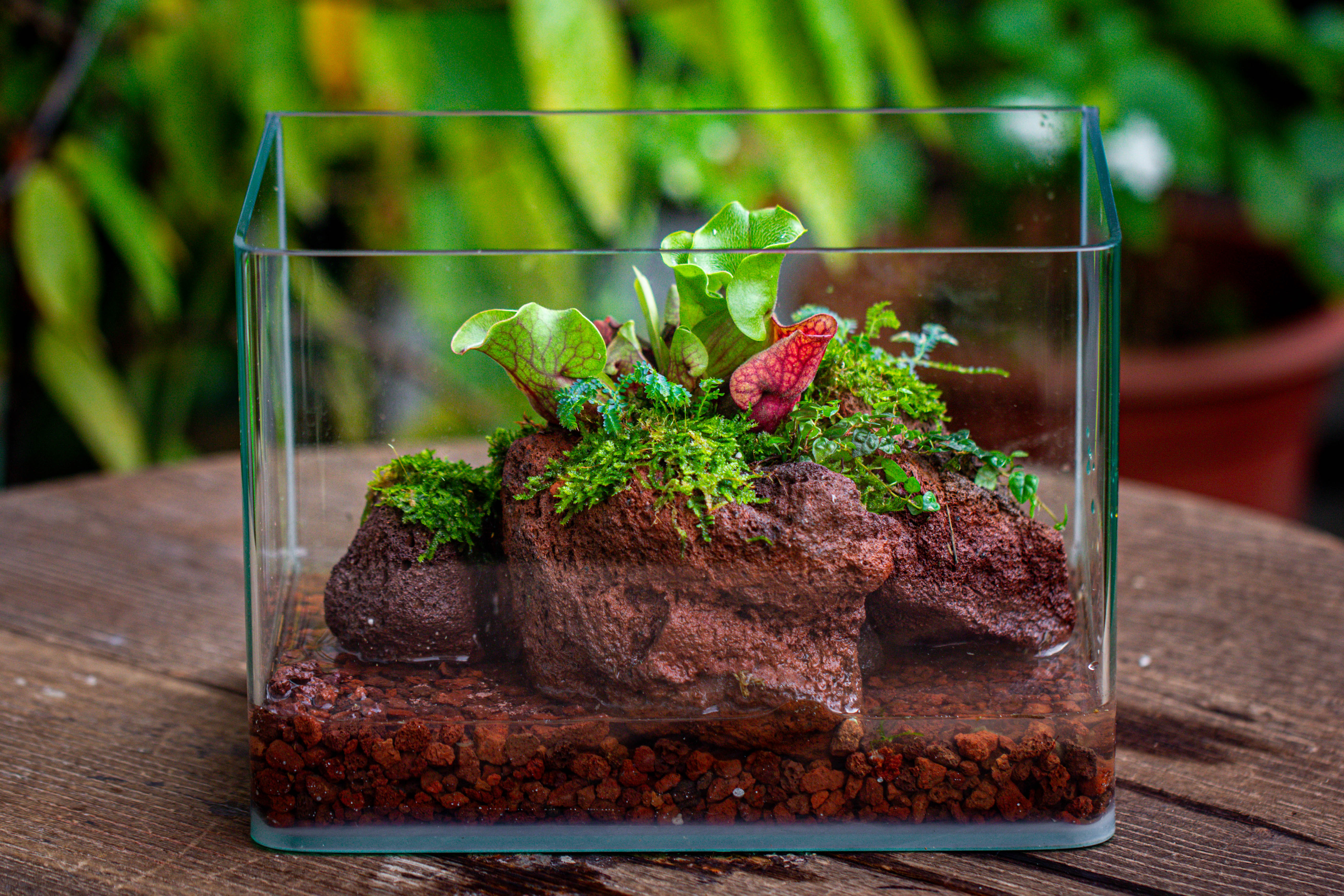 Open Bog Terrarium with LED Building DIY Set for Carnivorous Plants: Pitcher - NCYPgarden
