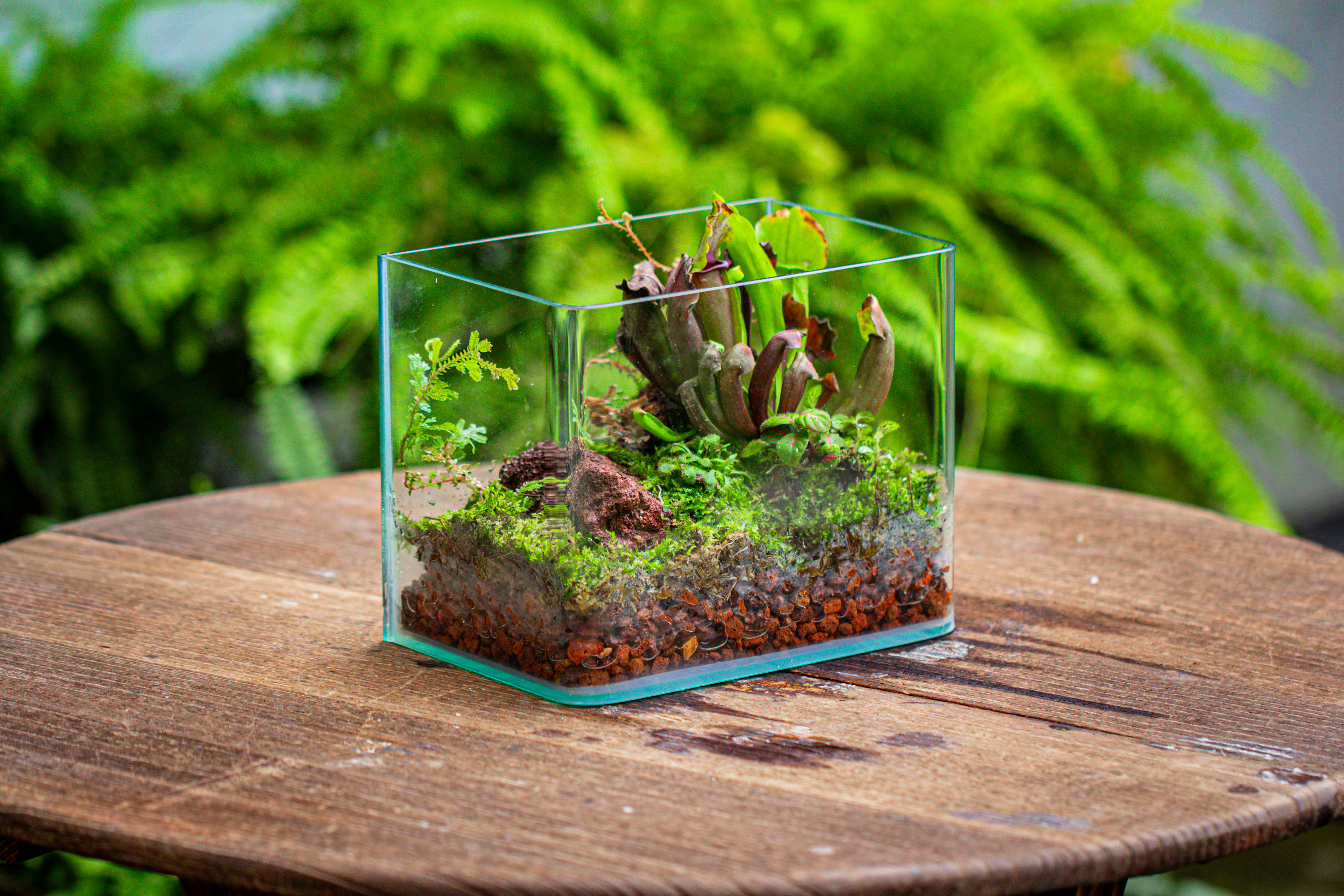 WaterTight Curved Glass Terrarium with Grow Lamp for Tropical Bog Plants - NCYPgarden