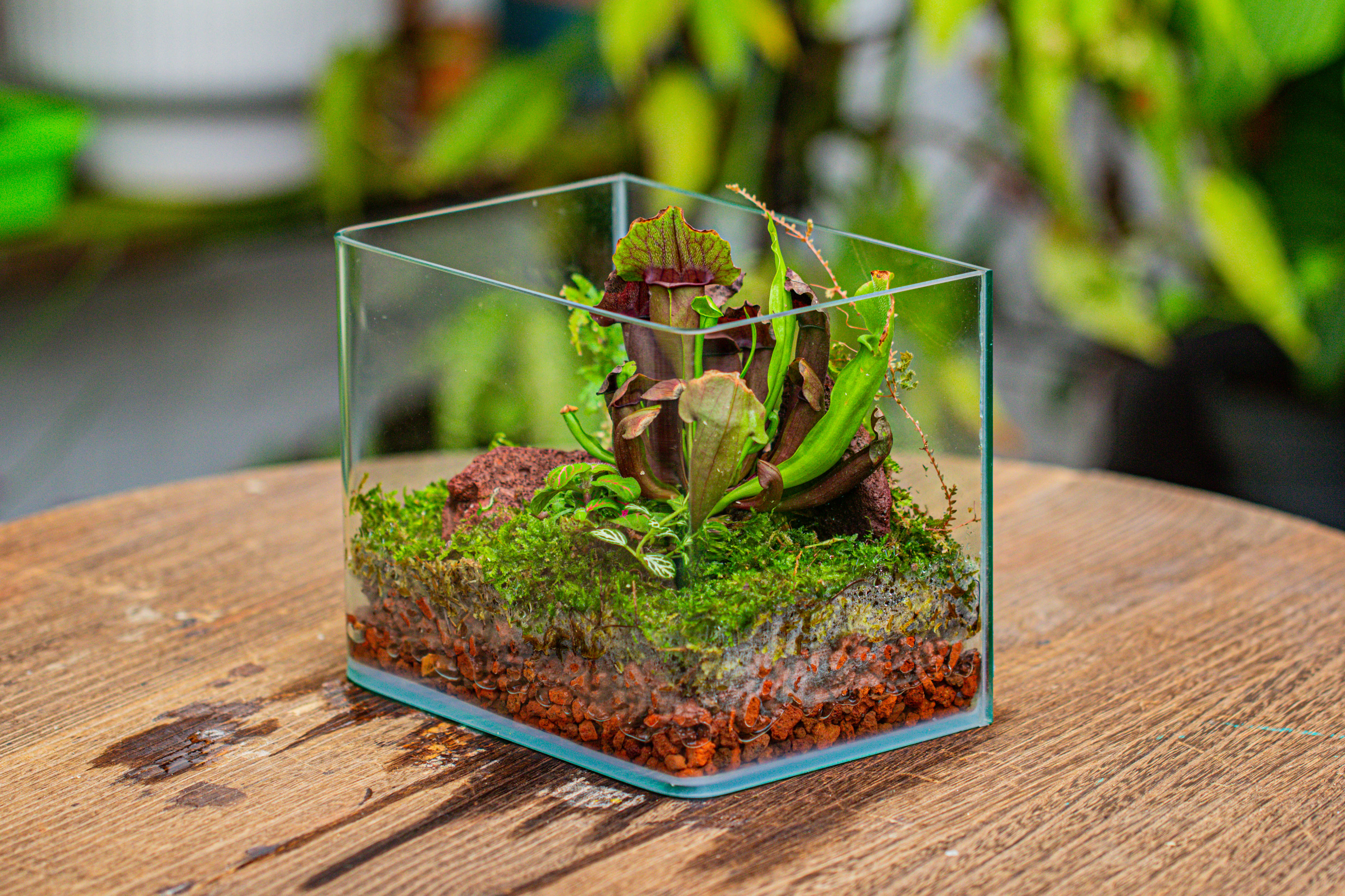 WaterTight Curved Glass Terrarium with Grow Lamp for Tropical Bog Plants - NCYPgarden