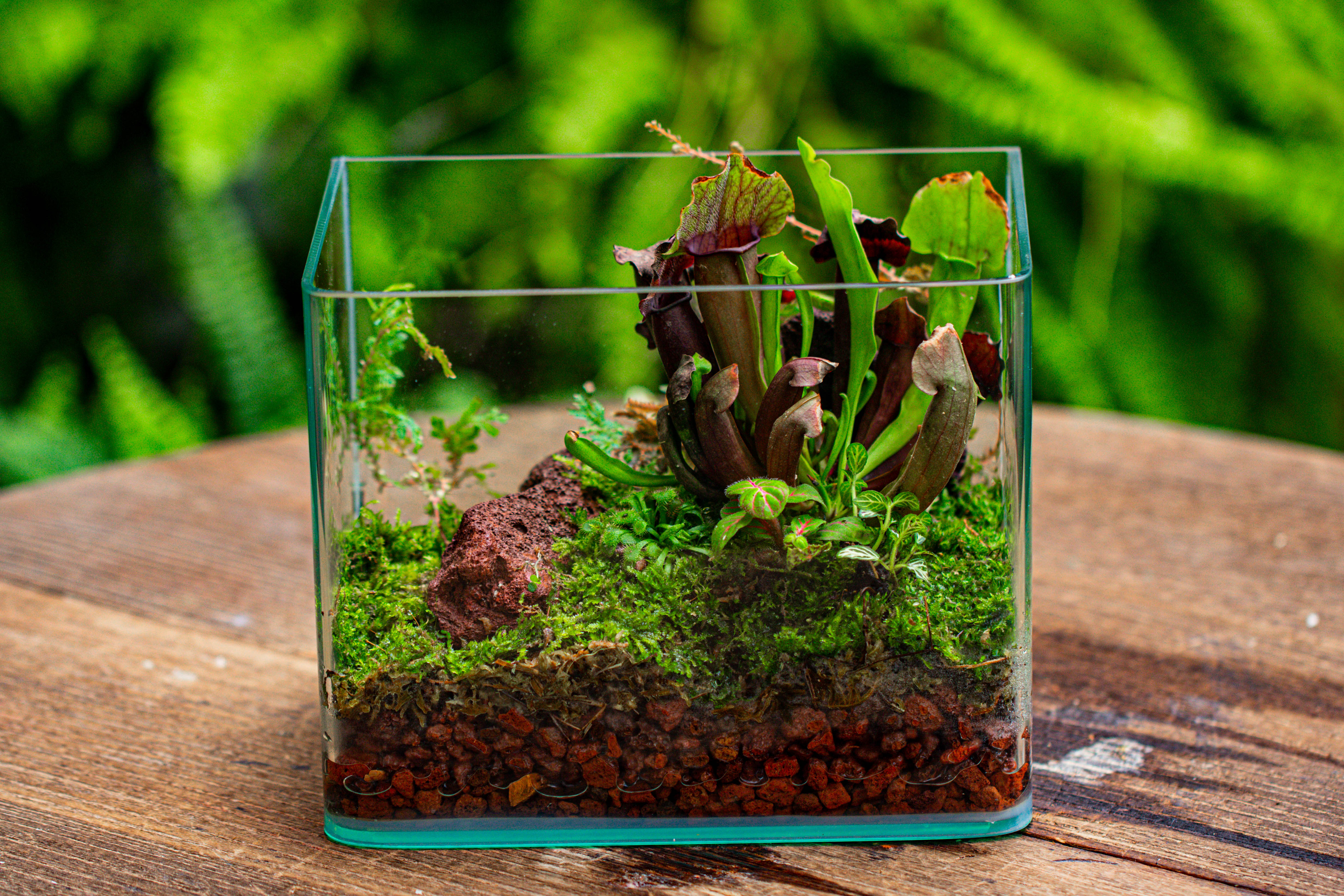 Open Moss Terrarium Building DIY Set with LED for Carnivorous Plants: pitcher - NCYPgarden