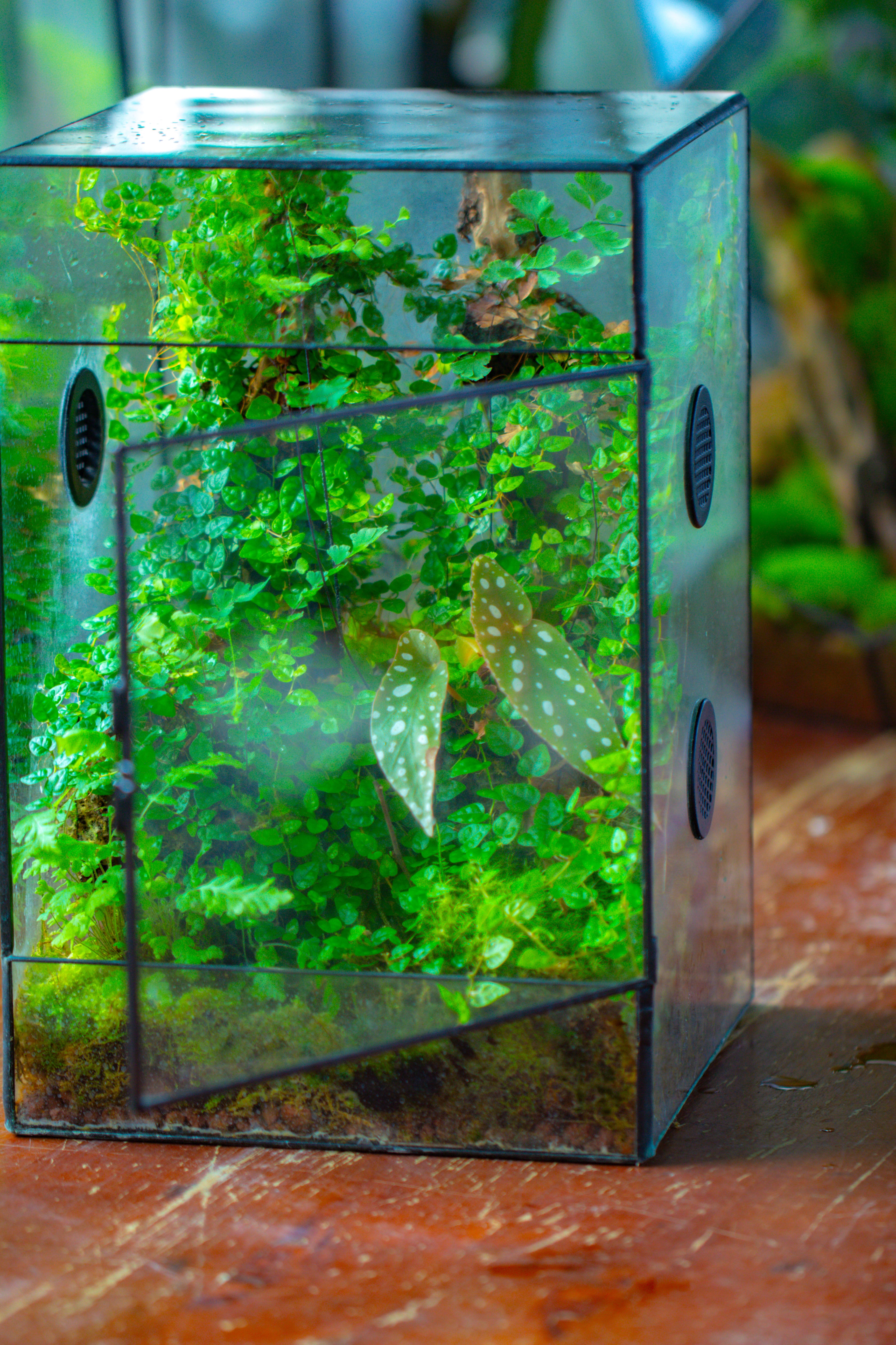 custommade order for Lauren 8x8x12" - NCYPgarden