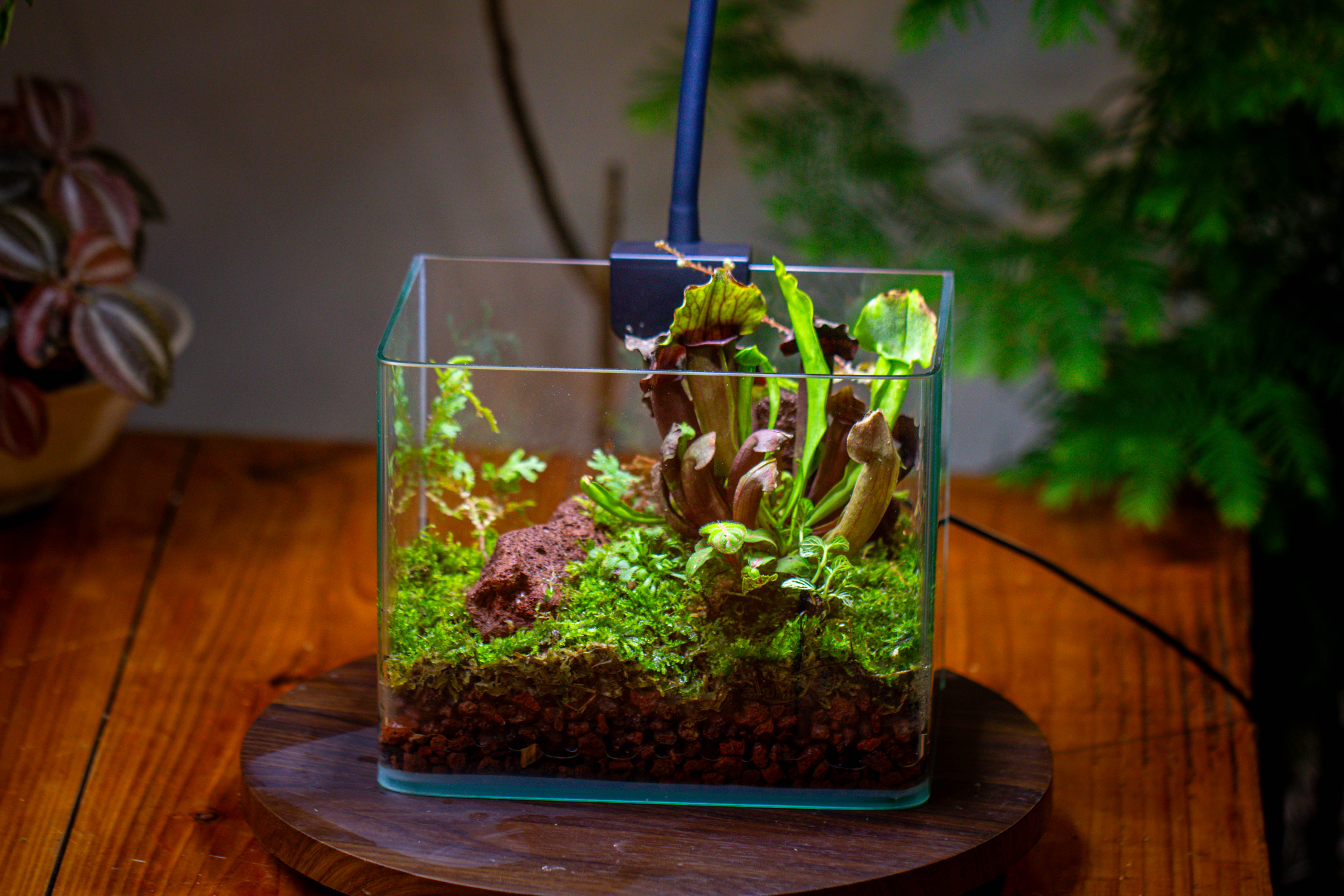 Open Moss Terrarium Building DIY Set with LED for Carnivorous Plants: pitcher - NCYPgarden