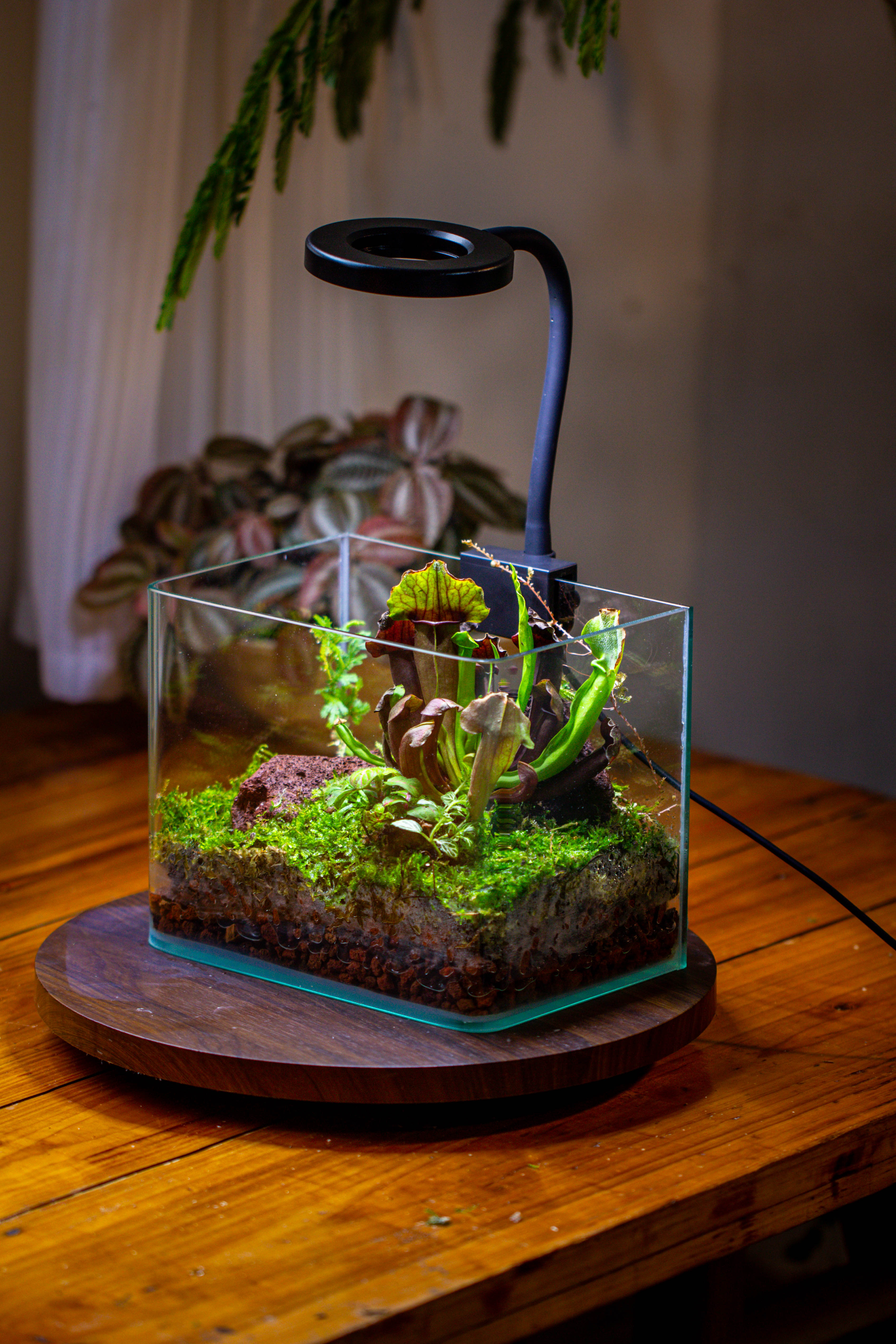 Open Moss Terrarium Building DIY Set with LED for Carnivorous Plants: pitcher - NCYPgarden