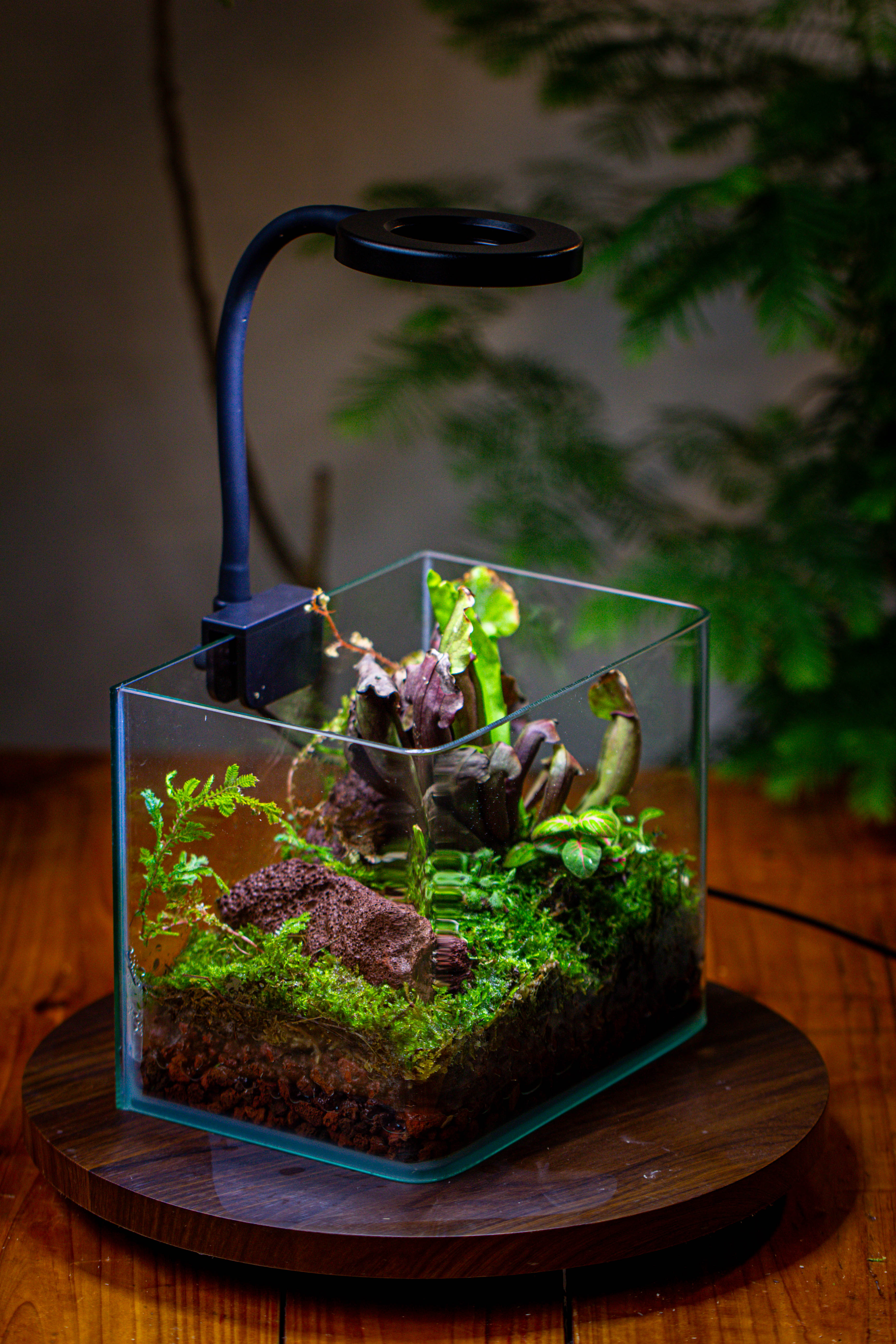 Open Moss Terrarium Building DIY Set with LED for Carnivorous Plants: pitcher - NCYPgarden
