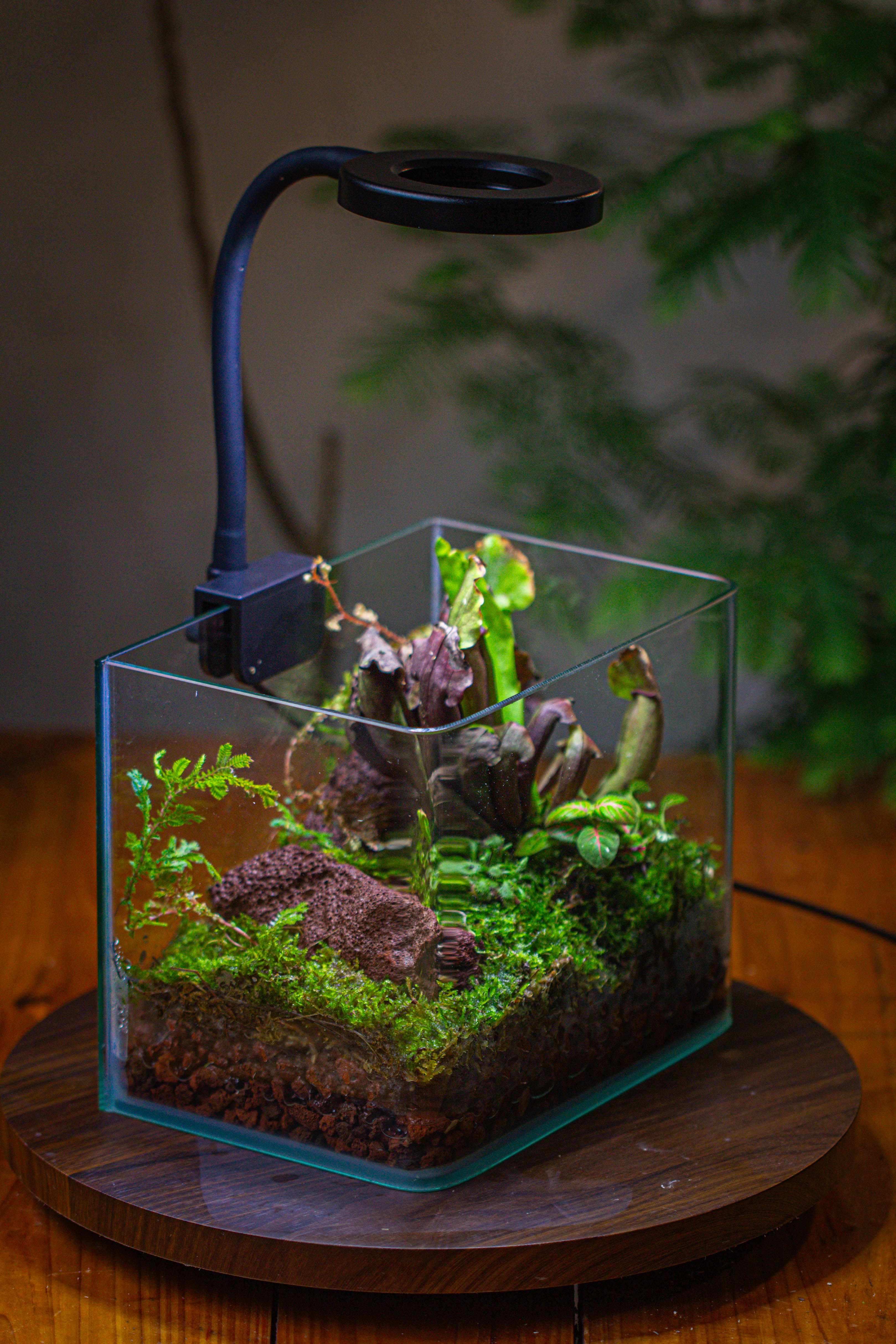 WaterTight Curved Glass Terrarium with Grow Lamp for Tropical Bog Plants - NCYPgarden