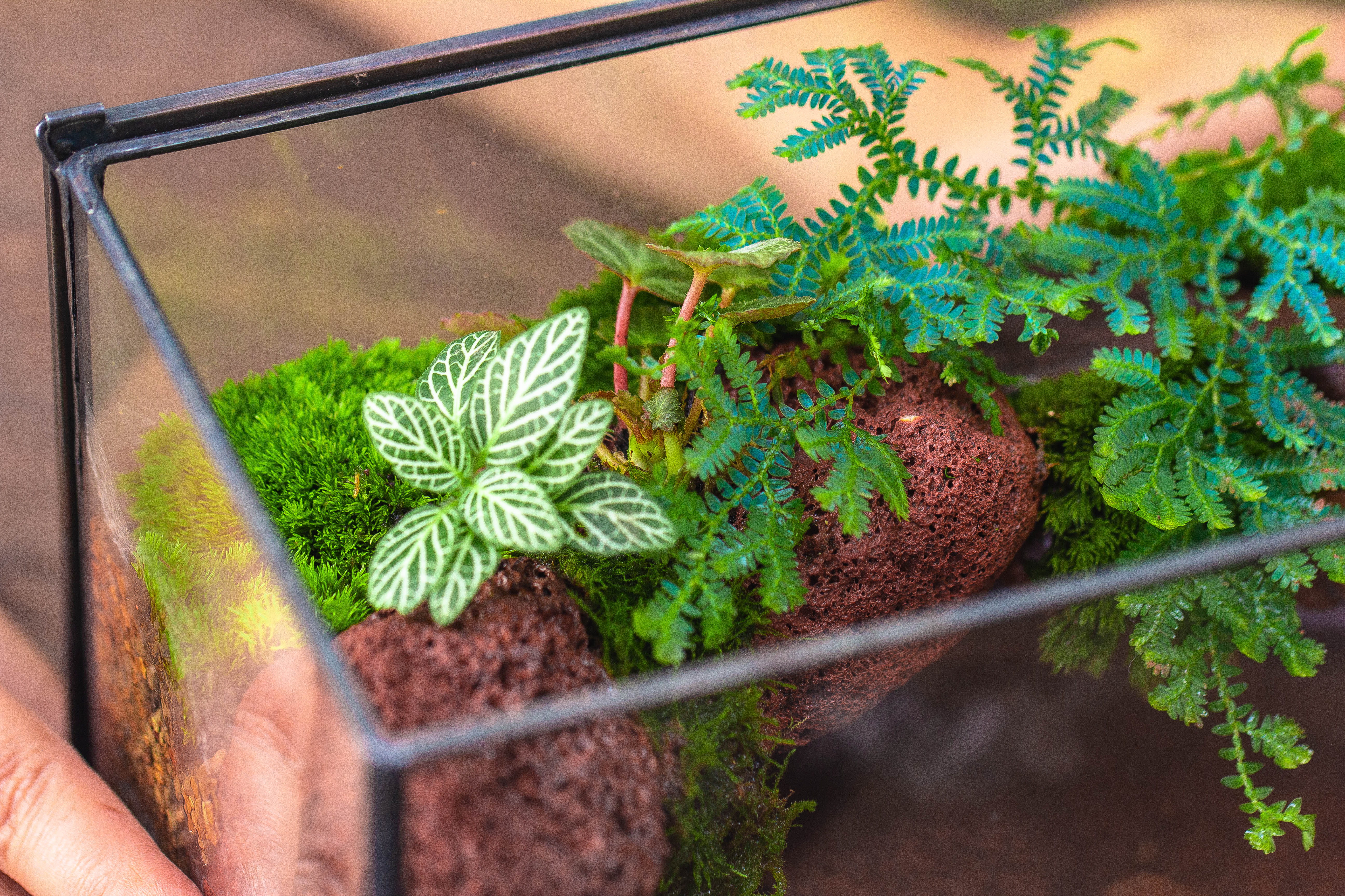 NCYP Watertight Close Rectangle Geometric Glass Tin Terrarium, for small waterpond, moss landscape, Live Miniature, water pond, landscape - NCYPgarden
