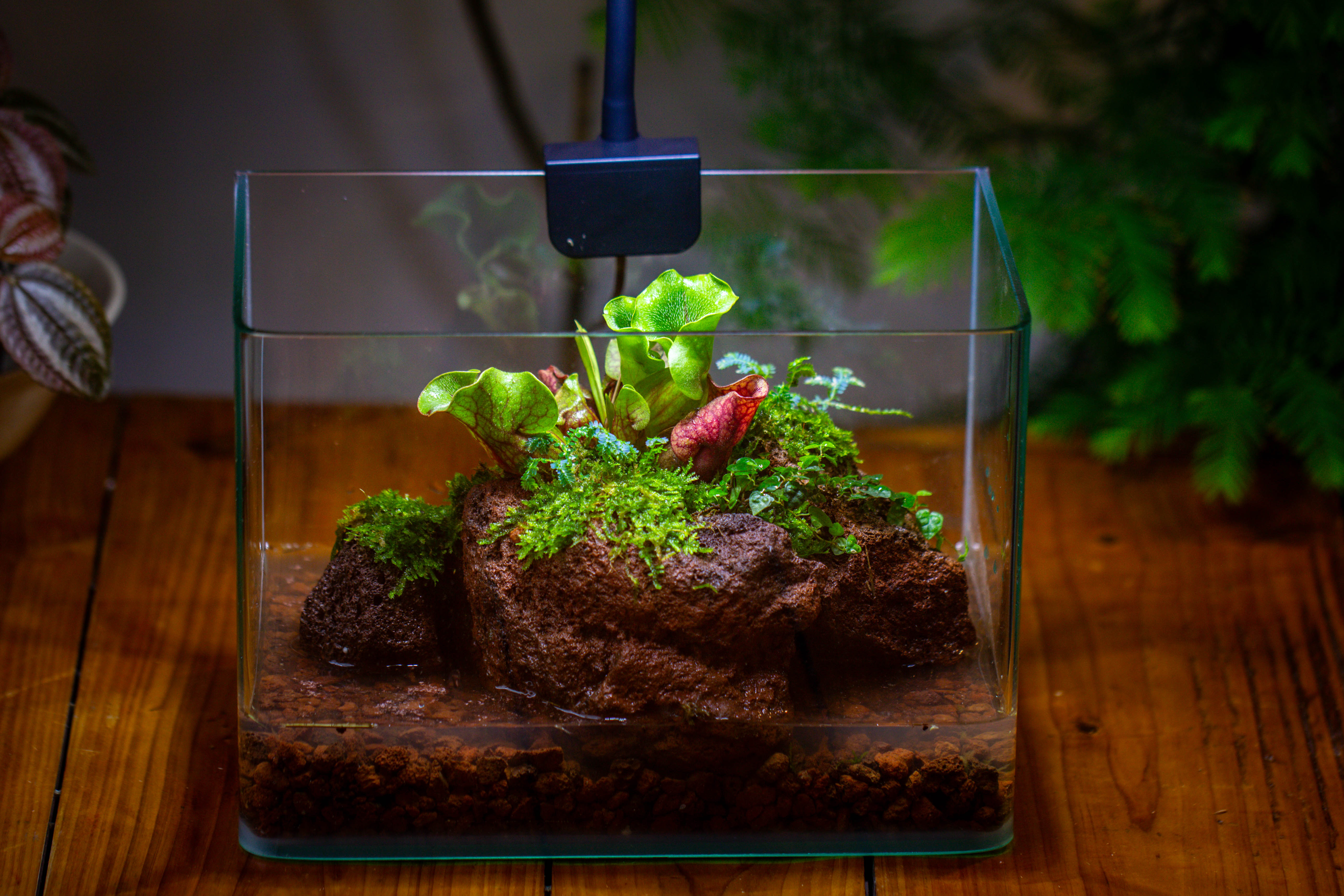 WaterTight Curved Glass Terrarium with Grow Lamp for Tropical Bog Plants - NCYPgarden