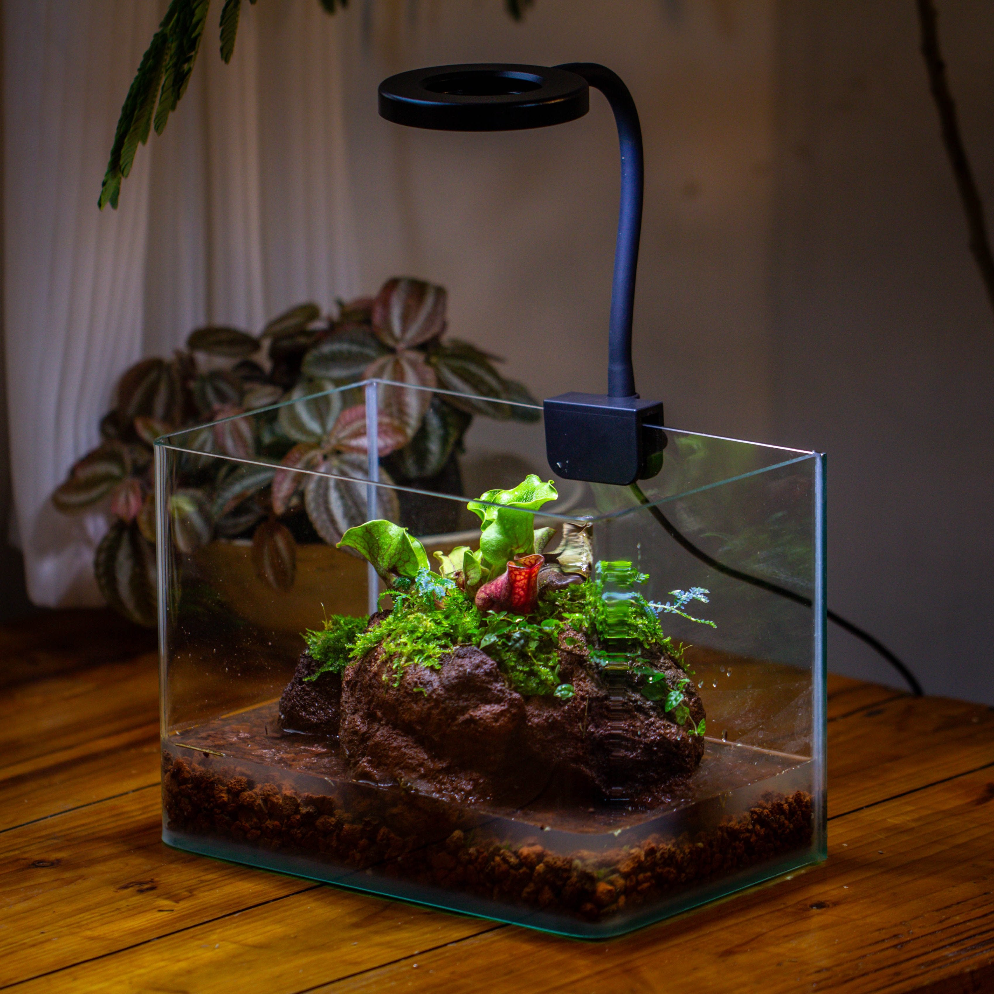Open Bog Terrarium with LED Building DIY Set for Carnivorous Plants: Pitcher - NCYPgarden