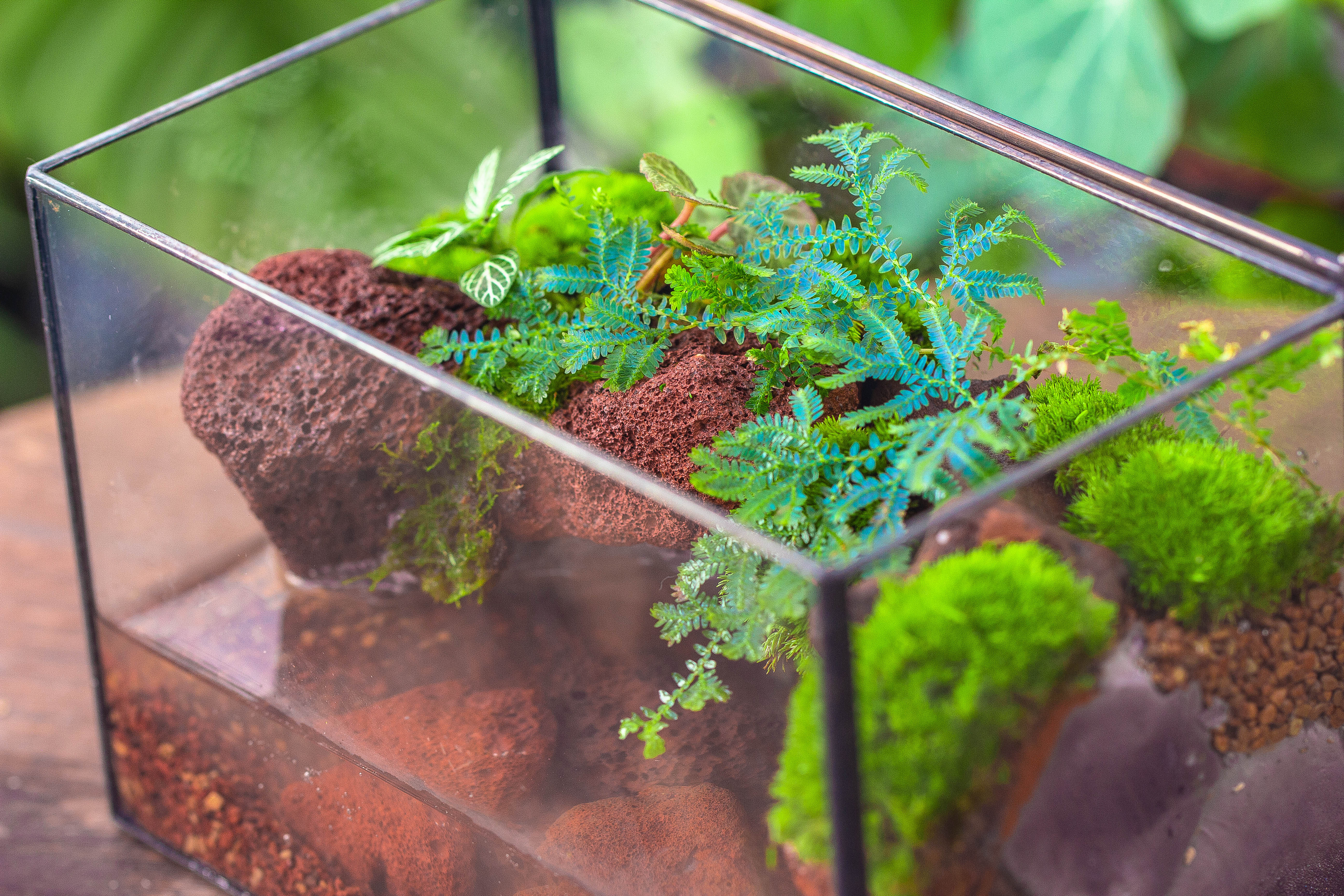 NCYP Watertight Close Rectangle Geometric Glass Tin Terrarium, for small waterpond, moss landscape, Live Miniature, water pond, landscape - NCYPgarden