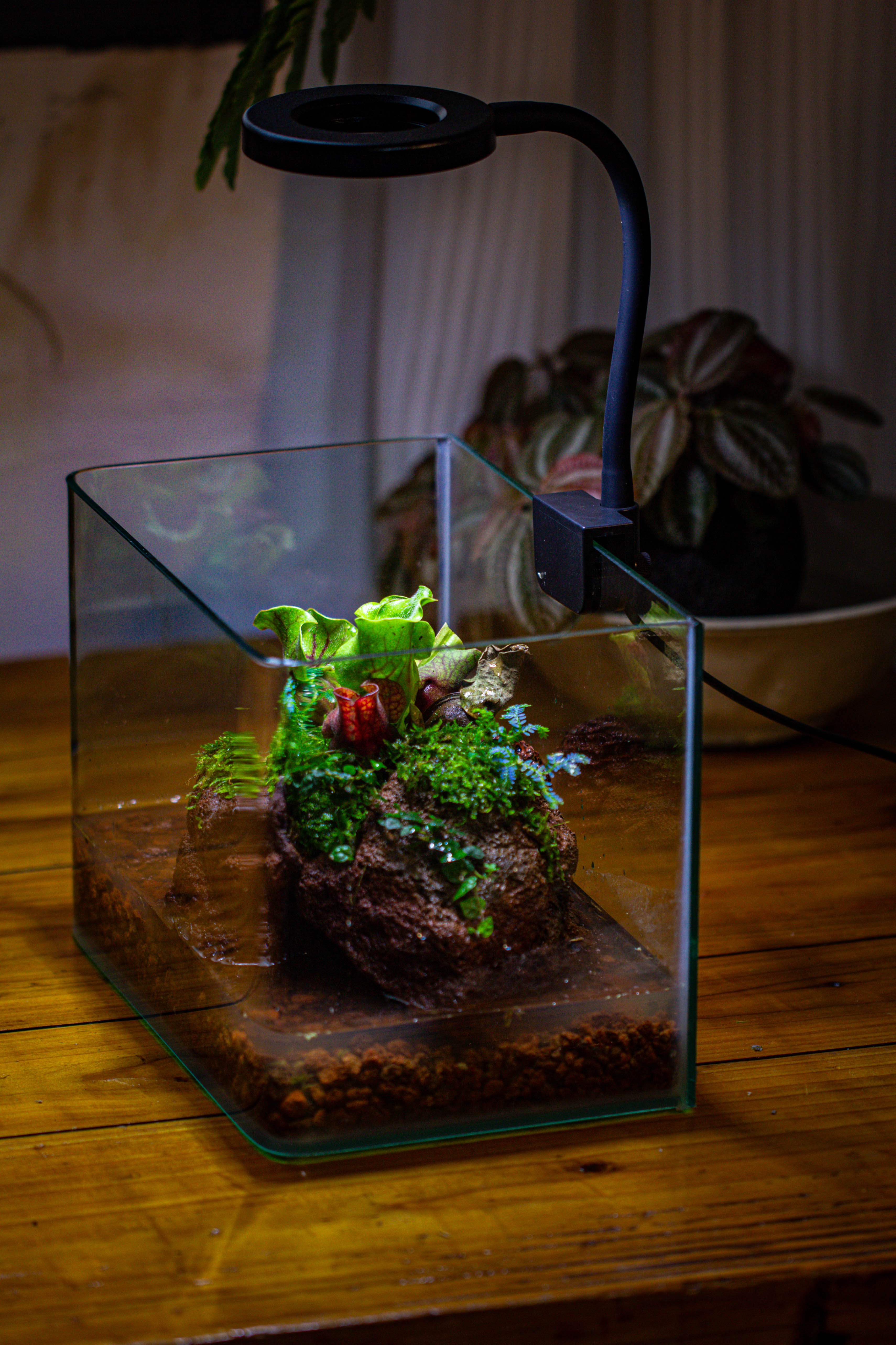 Open Bog Terrarium with LED Building DIY Set for Carnivorous Plants: Pitcher - NCYPgarden
