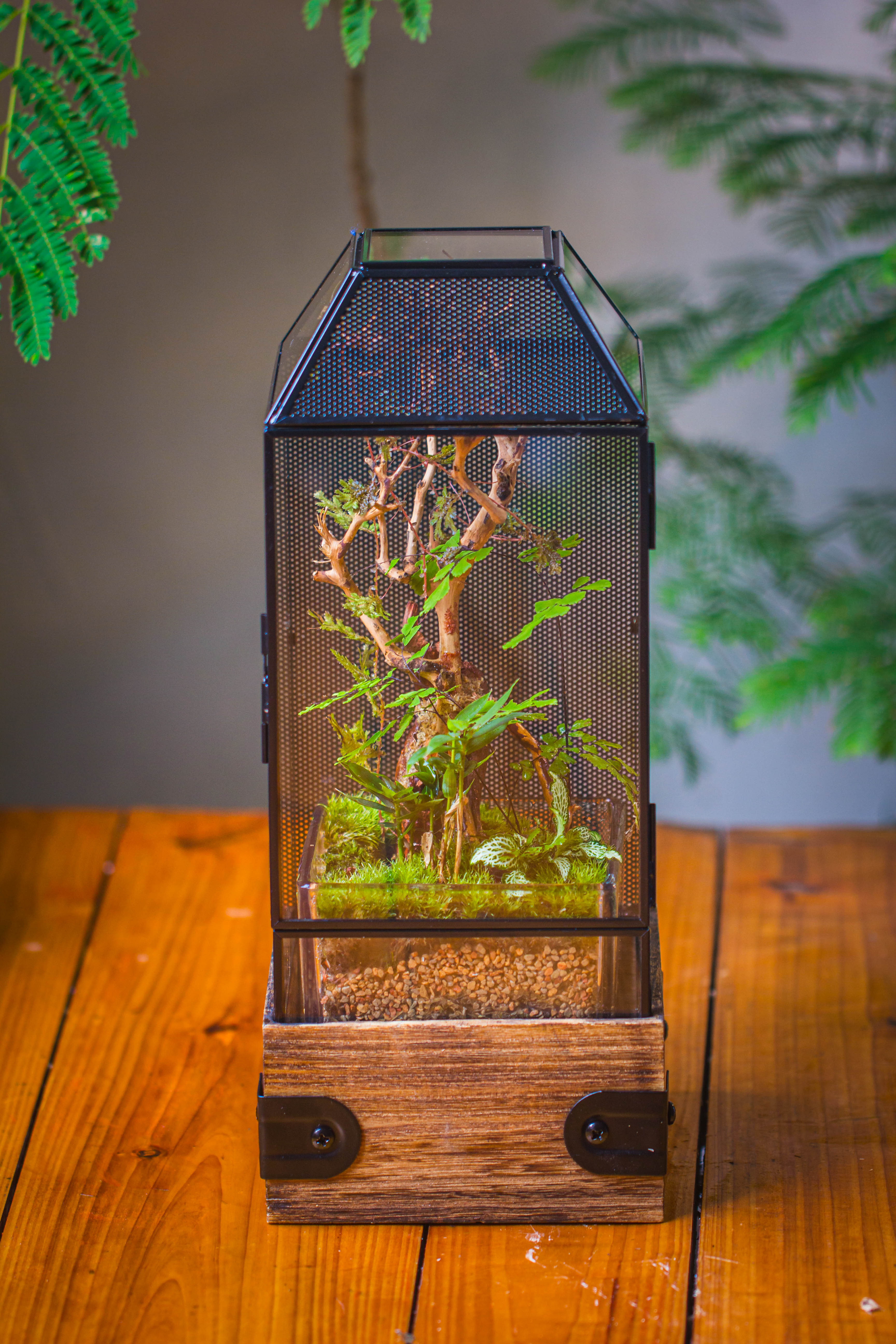 Handmade Glass Terrarium with Wood Base, Geometric Jumping Spider Enclosure, with Mesh Vent, for Plants, Snail, Insects - NCYPgarden