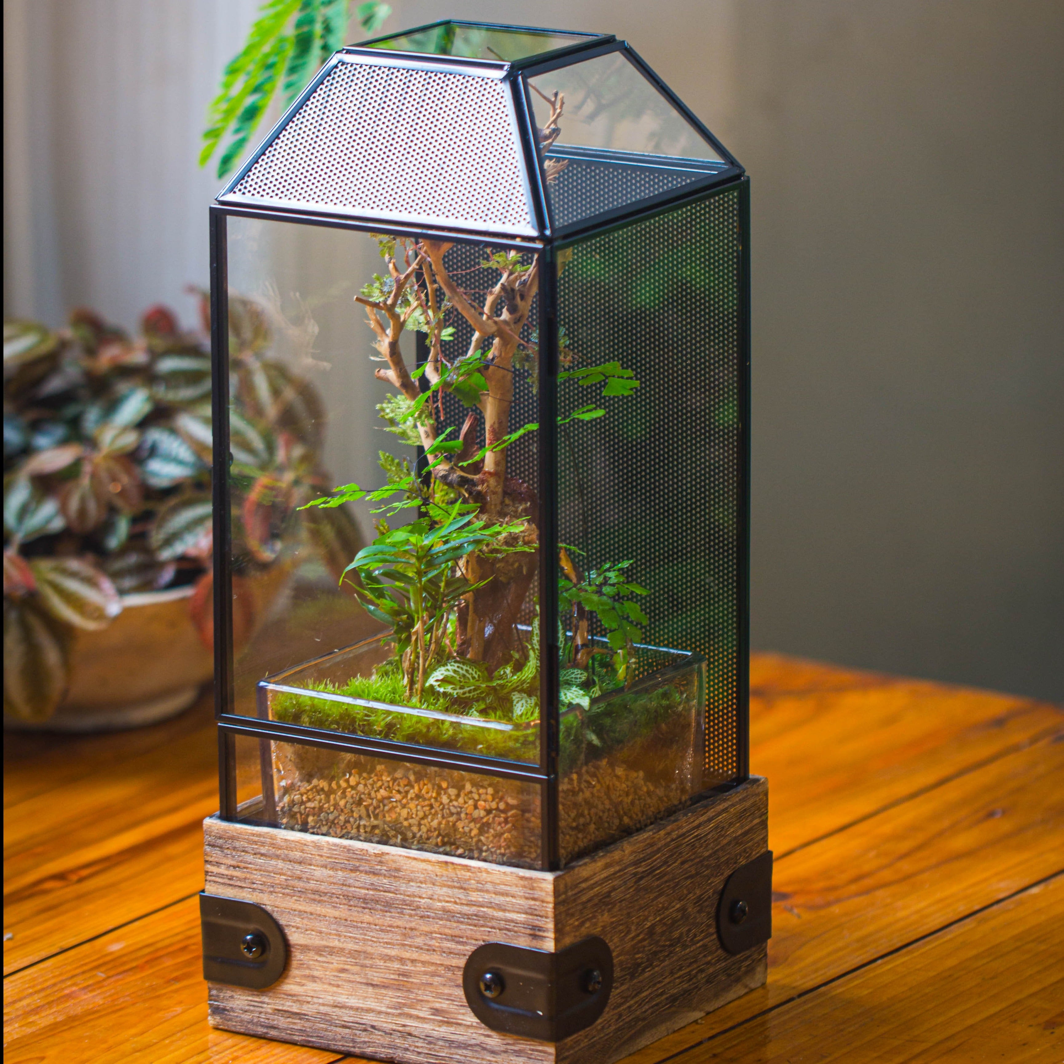 Handmade Glass Terrarium with Wood Base, Geometric Jumping Spider Enclosure, with Mesh Vent, for Plants, Snail, Insects - NCYPgarden