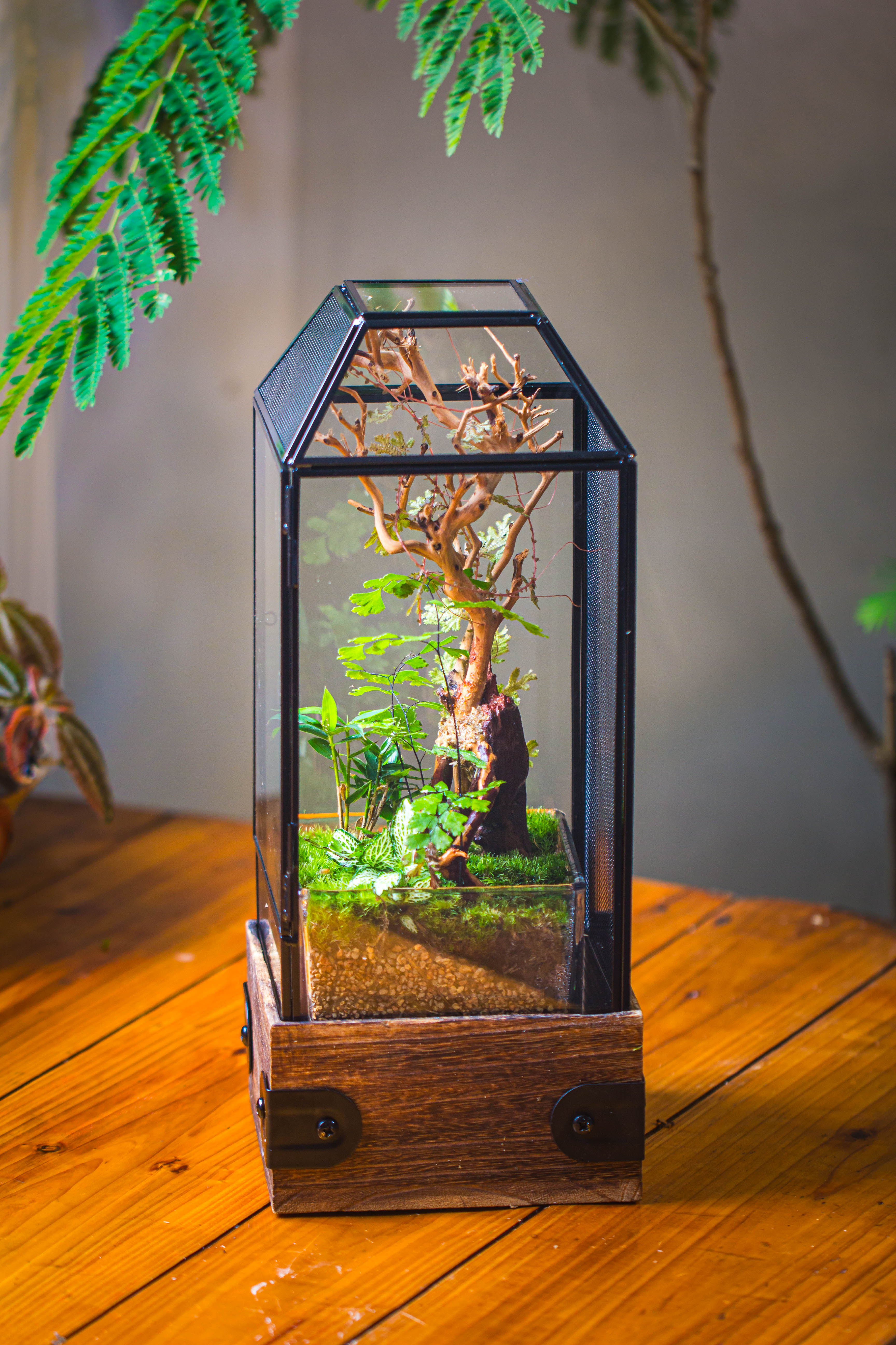 Handmade Glass Terrarium with Wood Base, Geometric Jumping Spider Enclosure, with Mesh Vent, for Plants, Snail, Insects - NCYPgarden