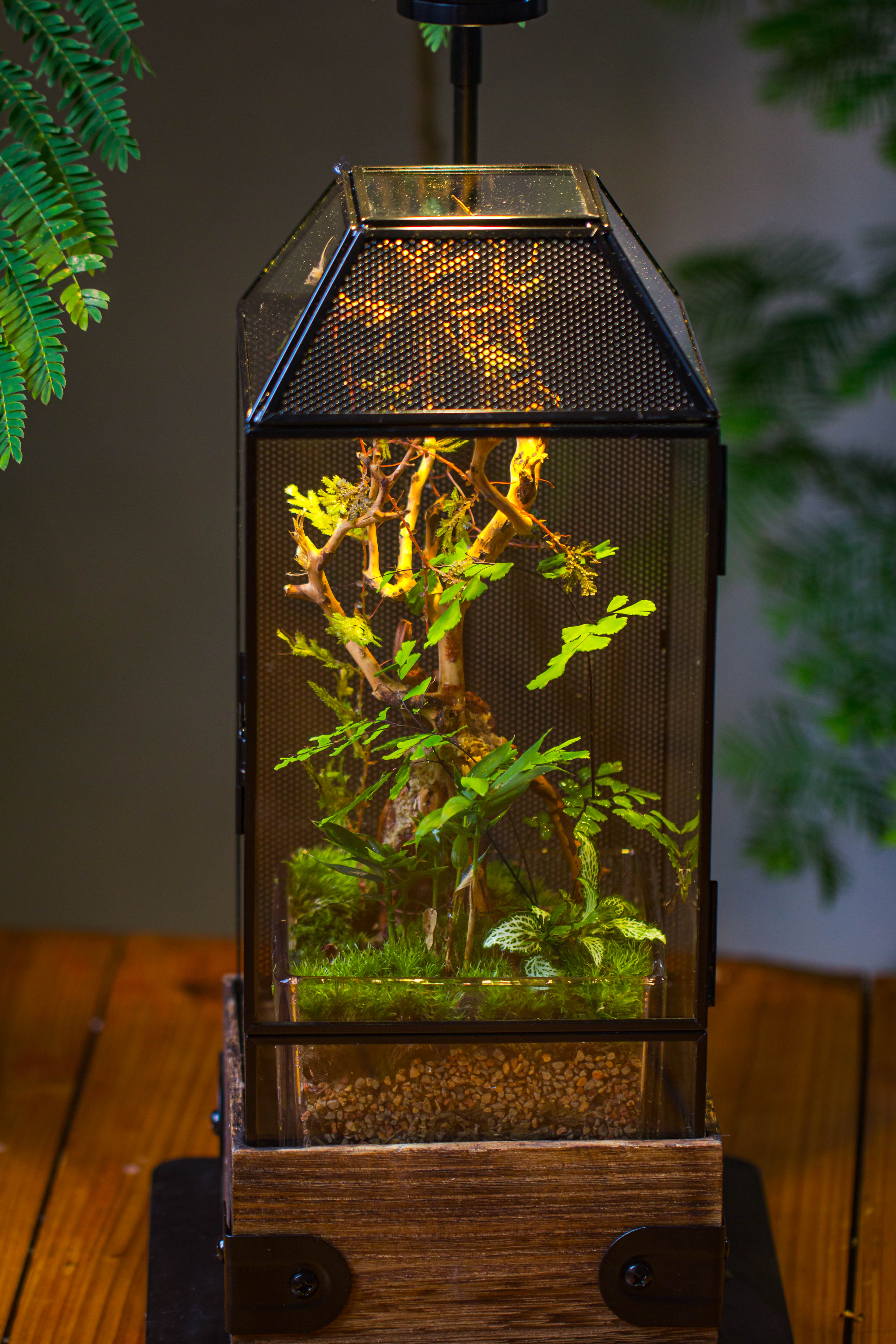 Handmade Glass Terrarium with Wood Base, Geometric Jumping Spider Enclosure, with Mesh Vent, for Plants, Snail, Insects - NCYPgarden