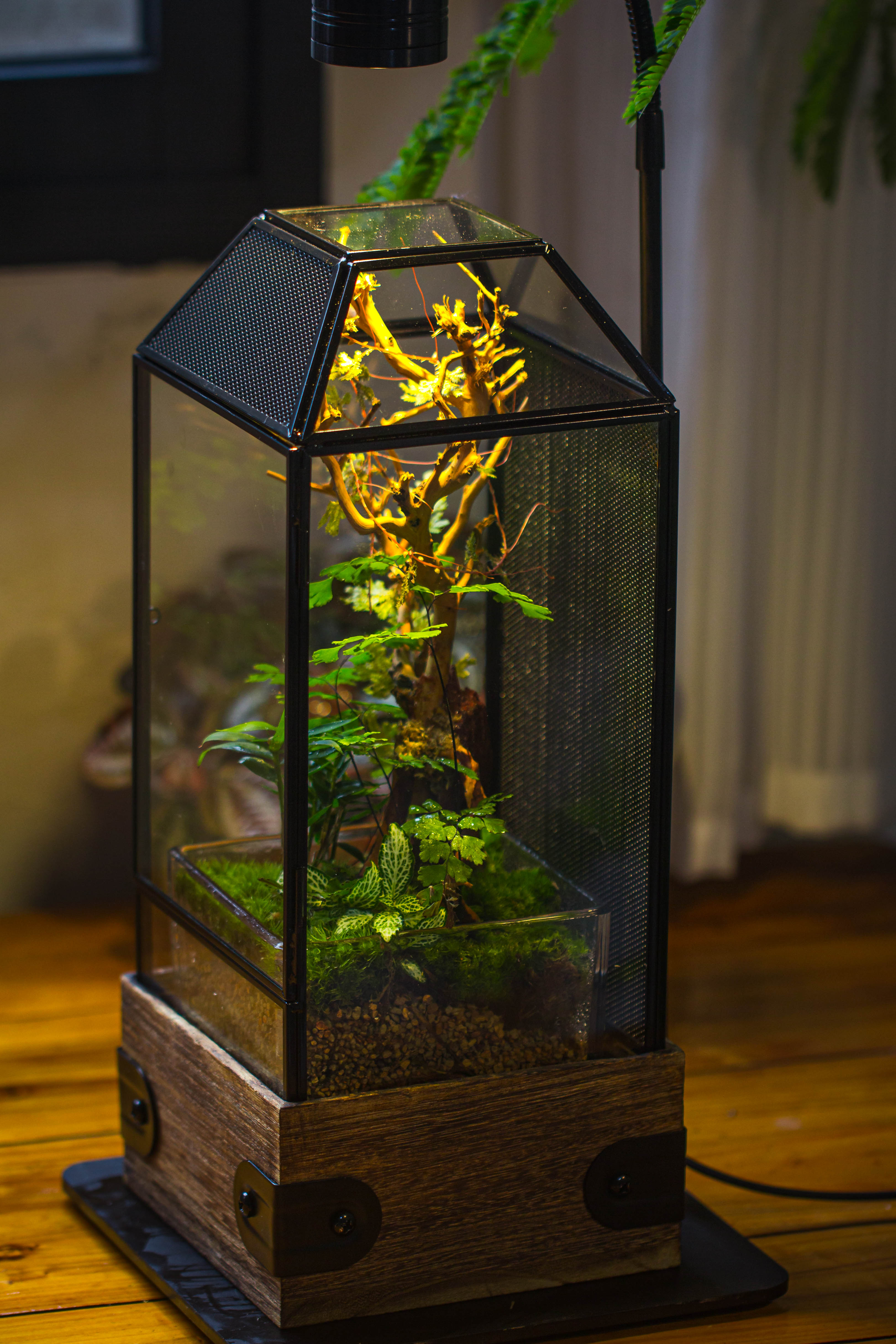 Handmade Glass Terrarium with Wood Base, Geometric Jumping Spider Enclosure, with Mesh Vent, for Plants, Snail, Insects - NCYPgarden