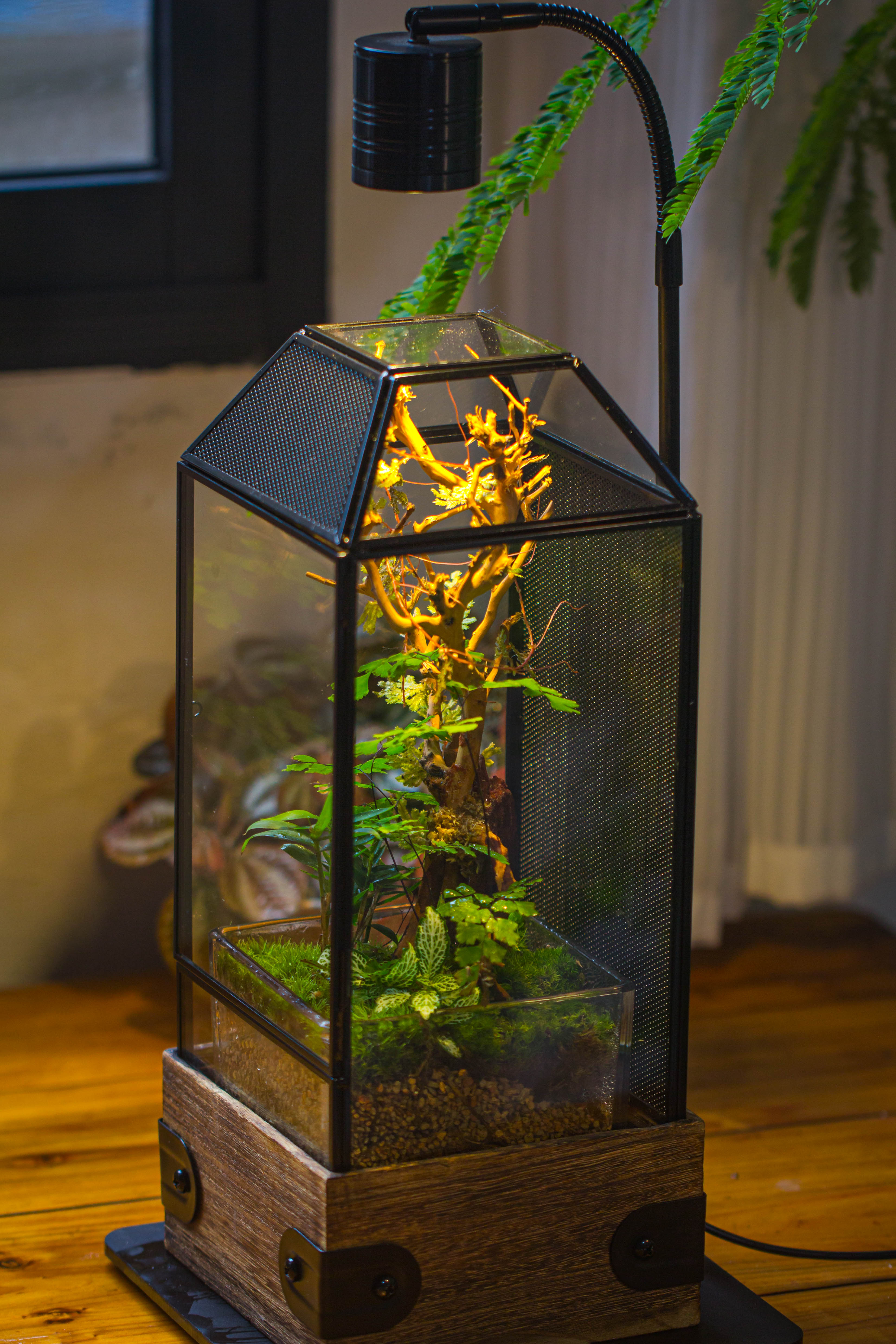 Handmade Glass Terrarium with Wood Base, Geometric Jumping Spider Enclosure, with Mesh Vent, for Plants, Snail, Insects - NCYPgarden