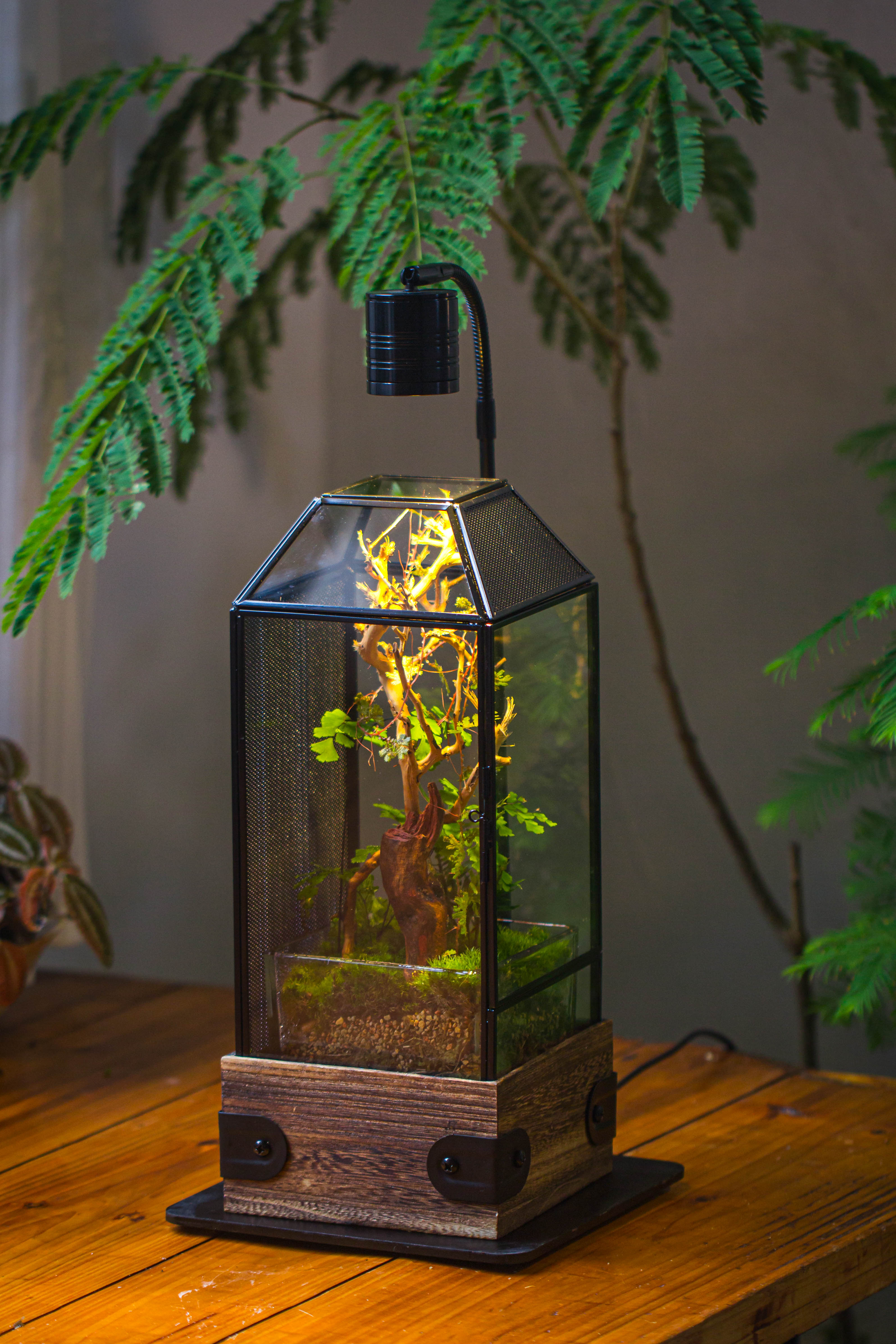 Handmade Glass Terrarium with Wood Base, Geometric Jumping Spider Enclosure, with Mesh Vent, for Plants, Snail, Insects - NCYPgarden