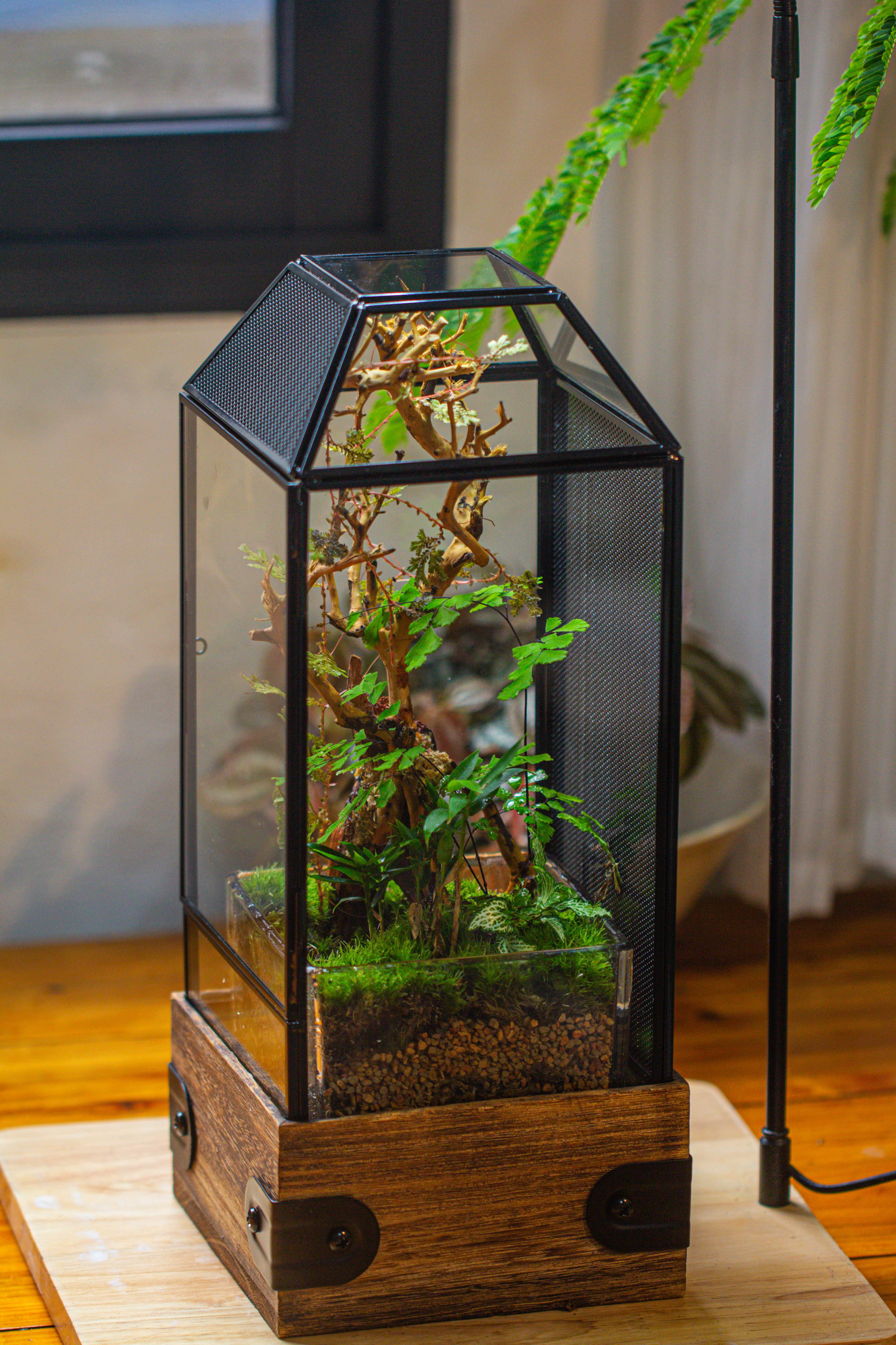 Handmade Glass Terrarium with Wood Base, Geometric Jumping Spider Enclosure, with Mesh Vent, for Plants, Snail, Insects - NCYPgarden