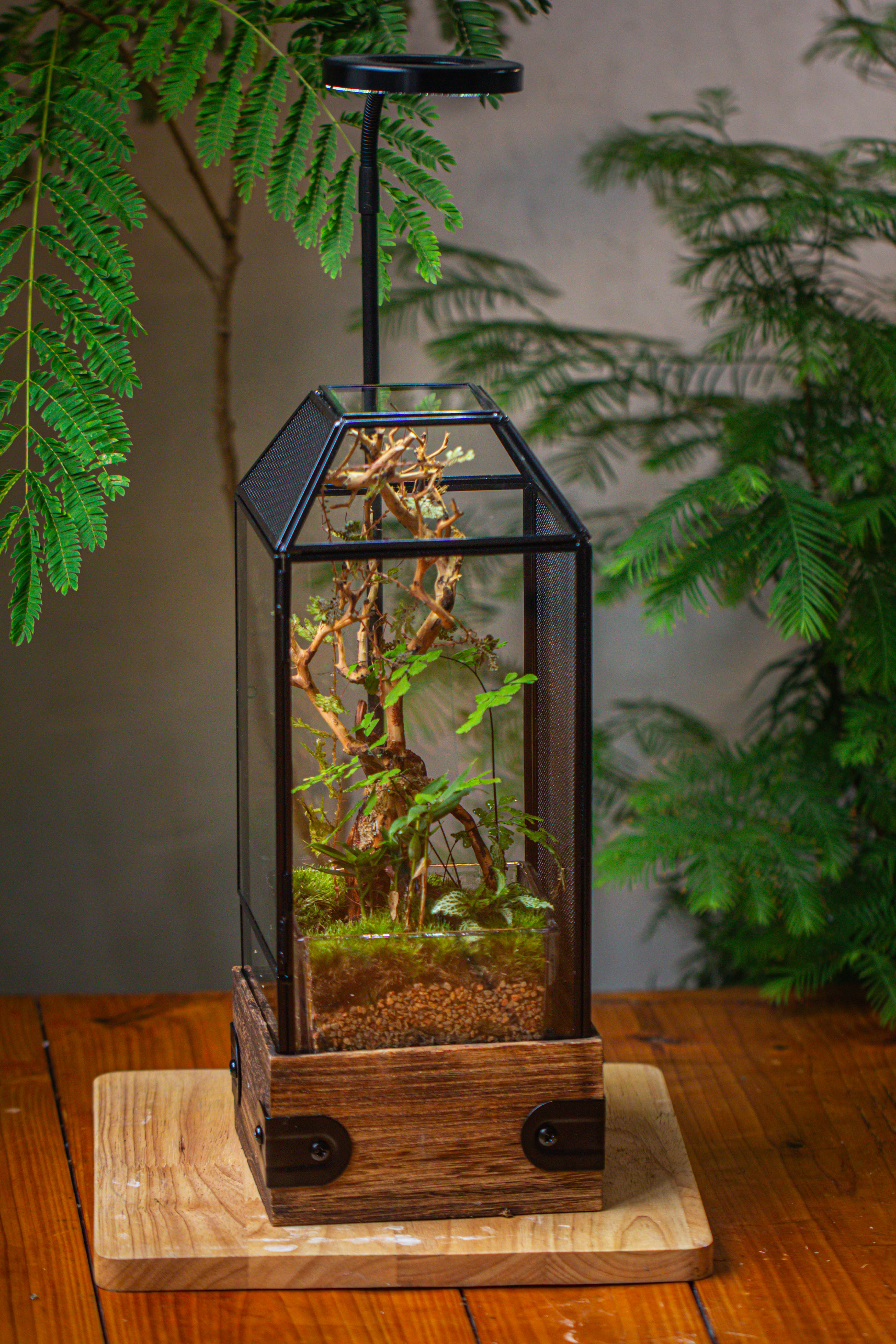 Handmade Glass Terrarium with Wood Base, Geometric Jumping Spider Enclosure, with Mesh Vent, for Plants, Snail, Insects - NCYPgarden