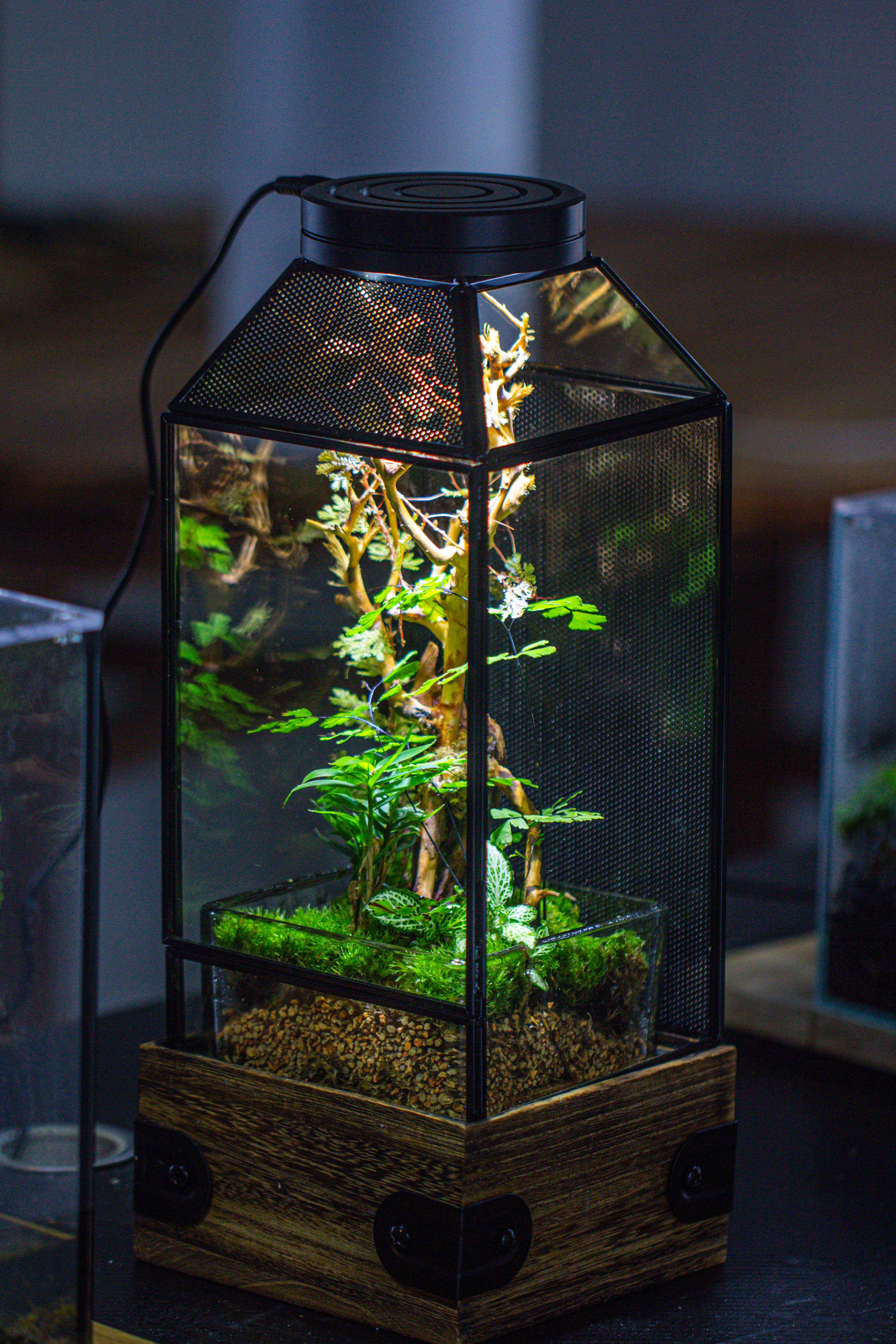 Handmade Glass Terrarium with Wood Base, Geometric Jumping Spider Enclosure, with Mesh Vent, for Plants, Snail, Insects - NCYPgarden