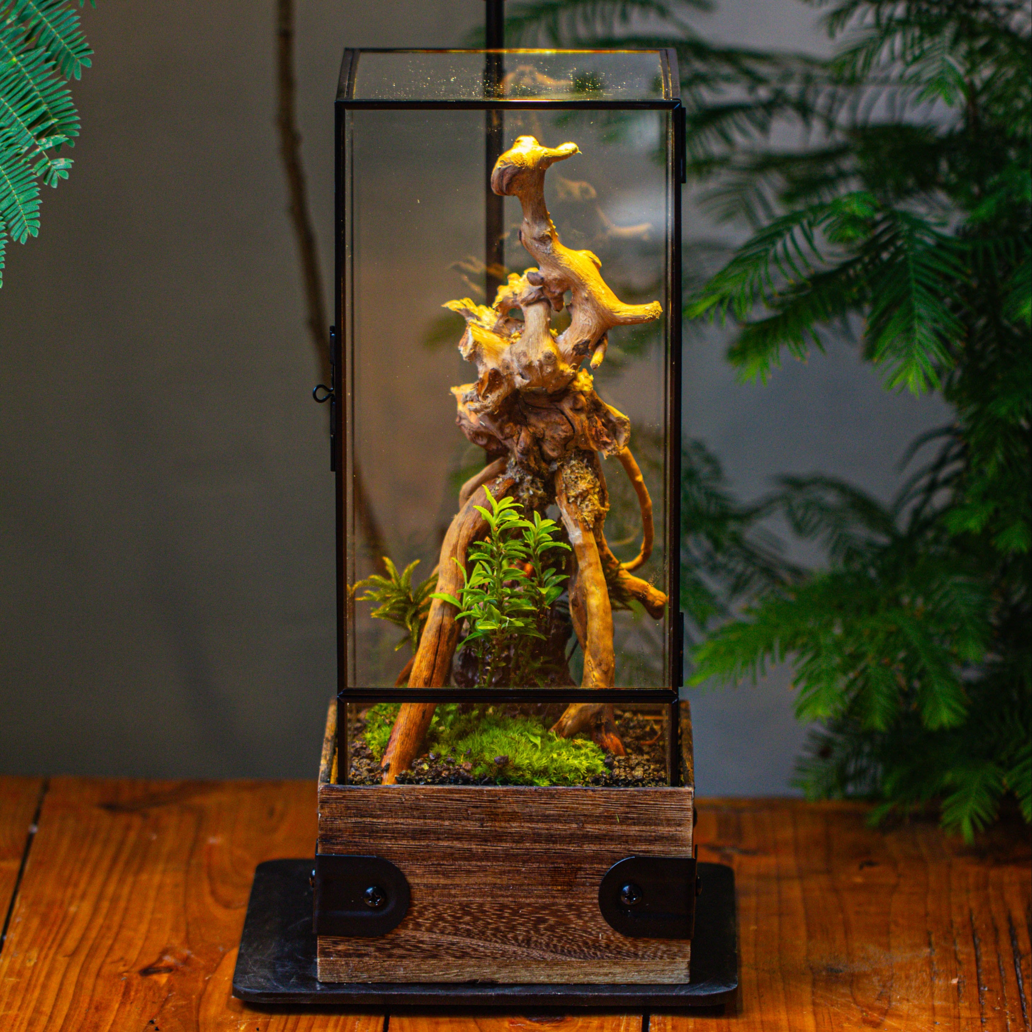 Handmade Glass Terrarium with Wood Base, Rectangular Planter with Door, with LED Acrylic Lamp Base for Plants, Moss Landscapes, Plant Lover Gift - NCYPgarden