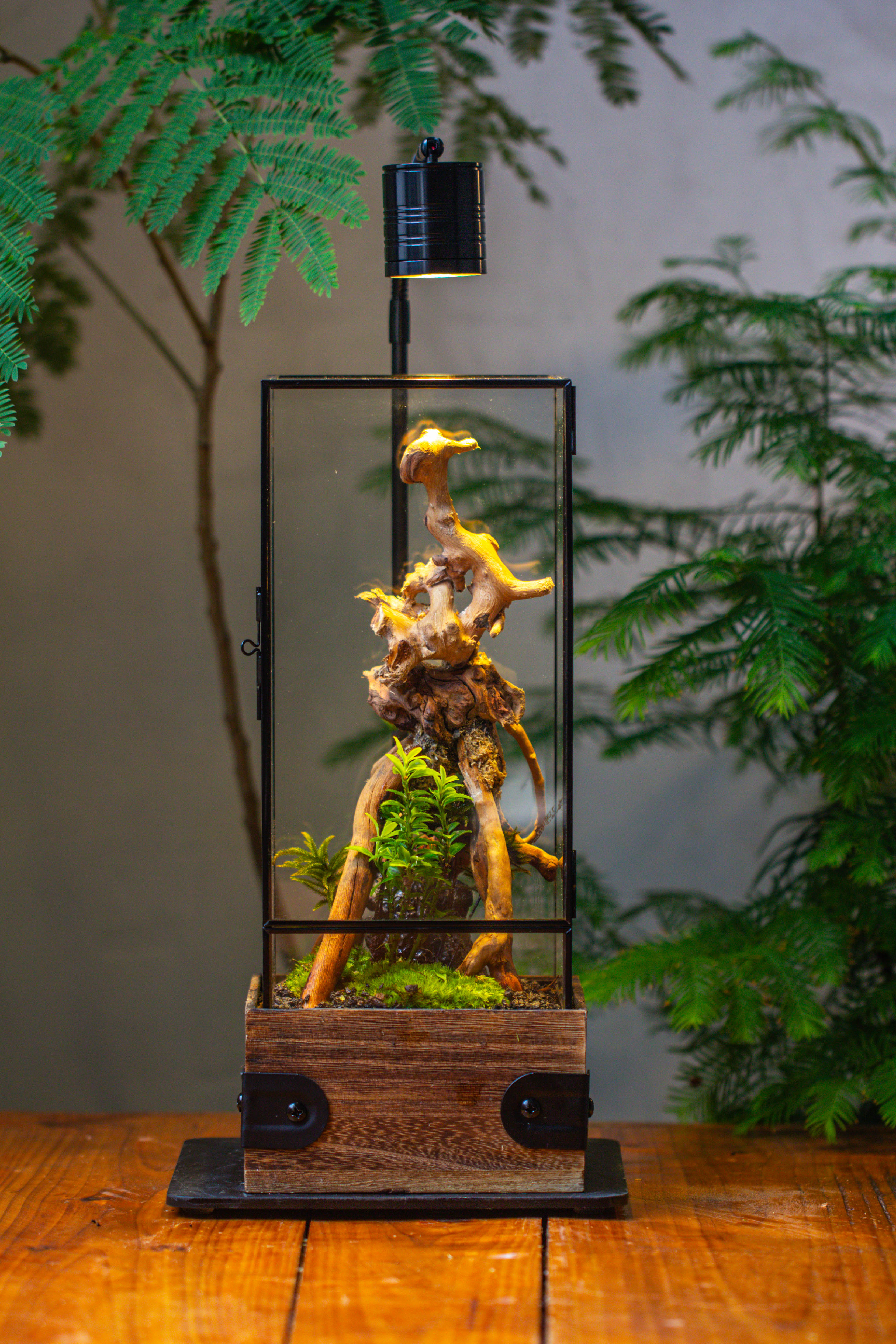 Handmade Glass Terrarium with Wood Base, Rectangular Planter with Door, with LED Acrylic Lamp Base for Plants, Moss Landscapes, Plant Lover Gift - NCYPgarden