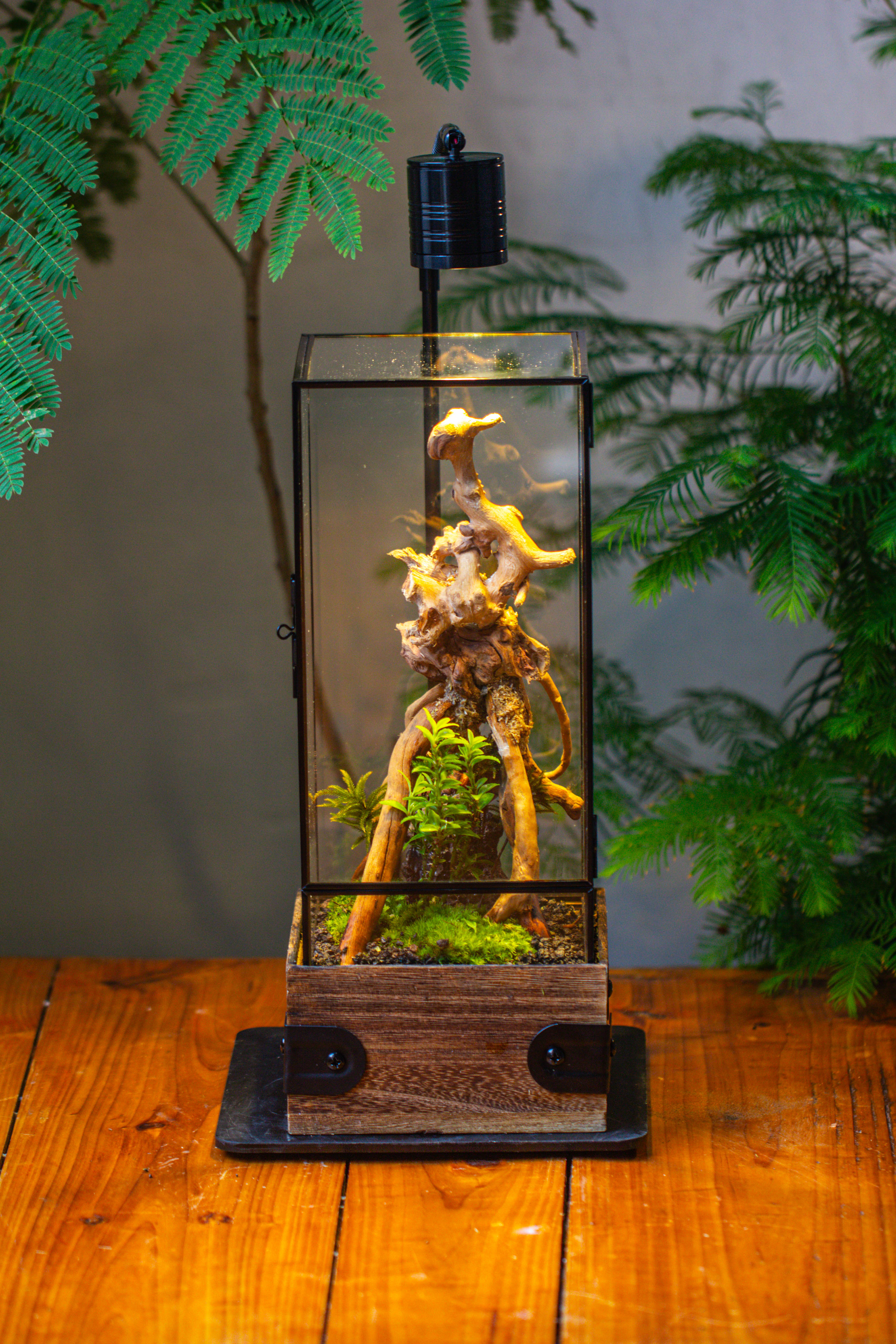 Handmade Glass Terrarium with Wood Base, Rectangular Planter with Door, with LED Acrylic Lamp Base for Plants, Moss Landscapes, Plant Lover Gift - NCYPgarden