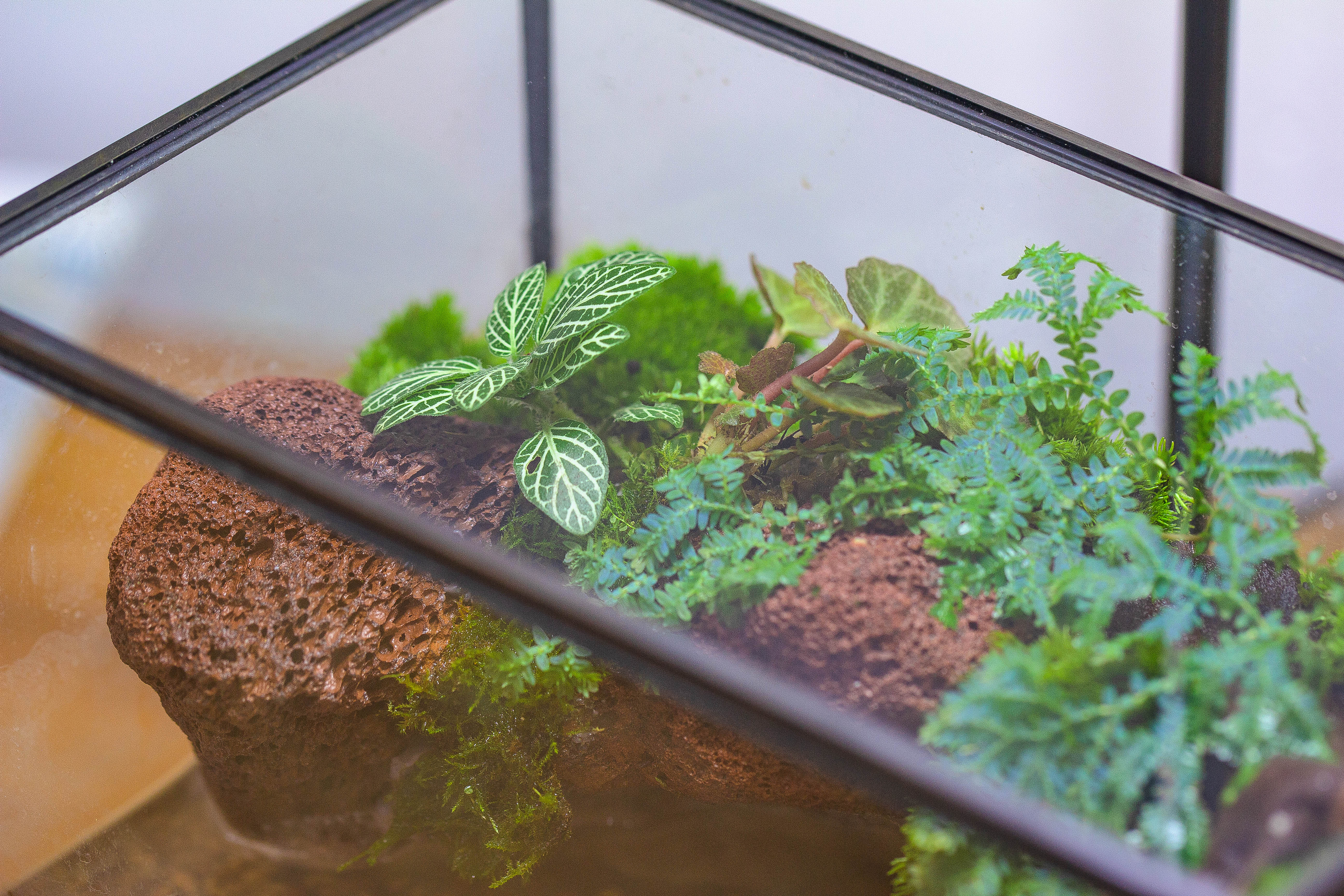 NCYP Watertight Close Rectangle Geometric Glass Tin Terrarium, for small waterpond, moss landscape, Live Miniature, water pond, landscape - NCYPgarden