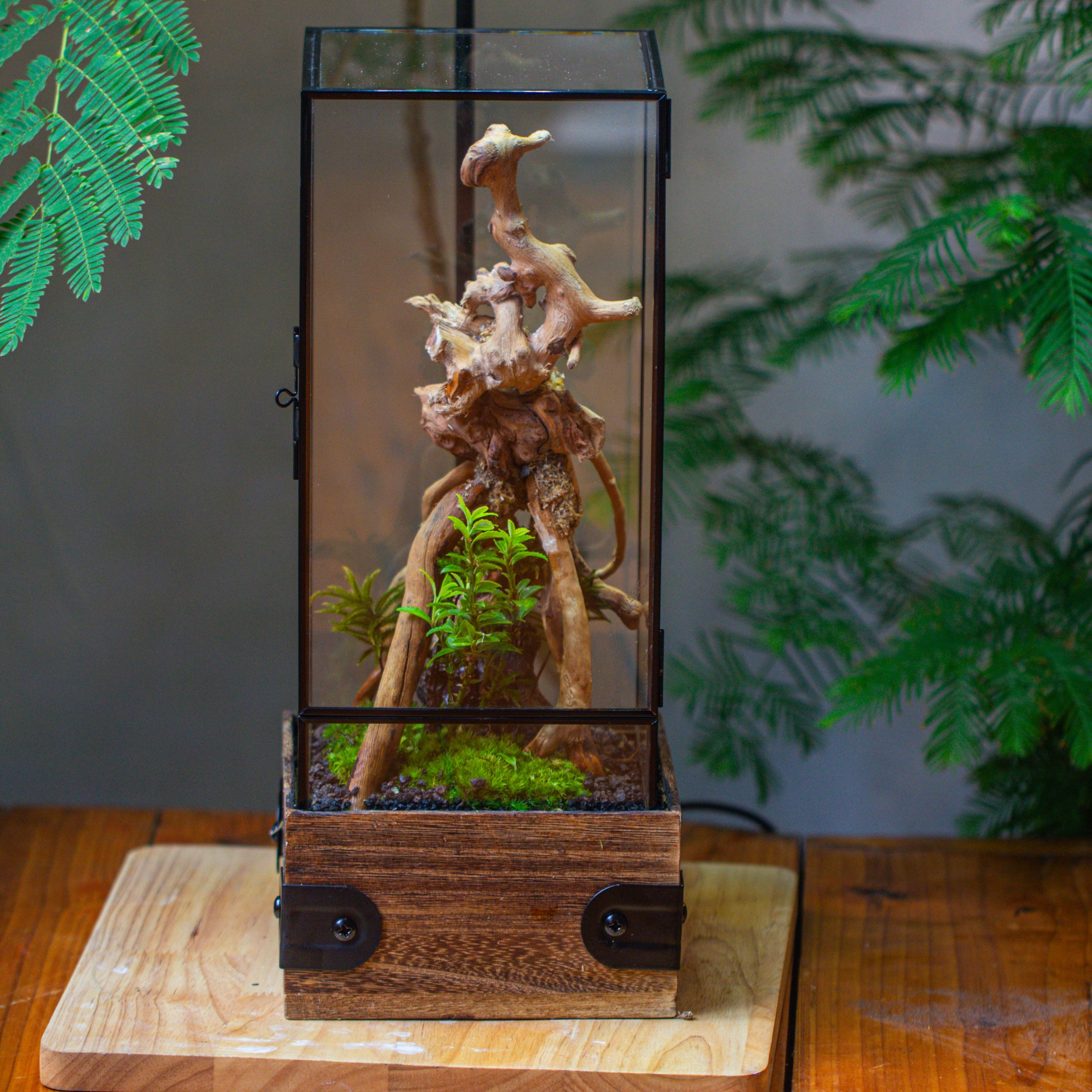 Handmade Glass Terrarium with Wood Base, Rectangular Planter with Door, with LED Acrylic Lamp Base for Plants, Moss Landscapes, Plant Lover Gift - NCYPgarden