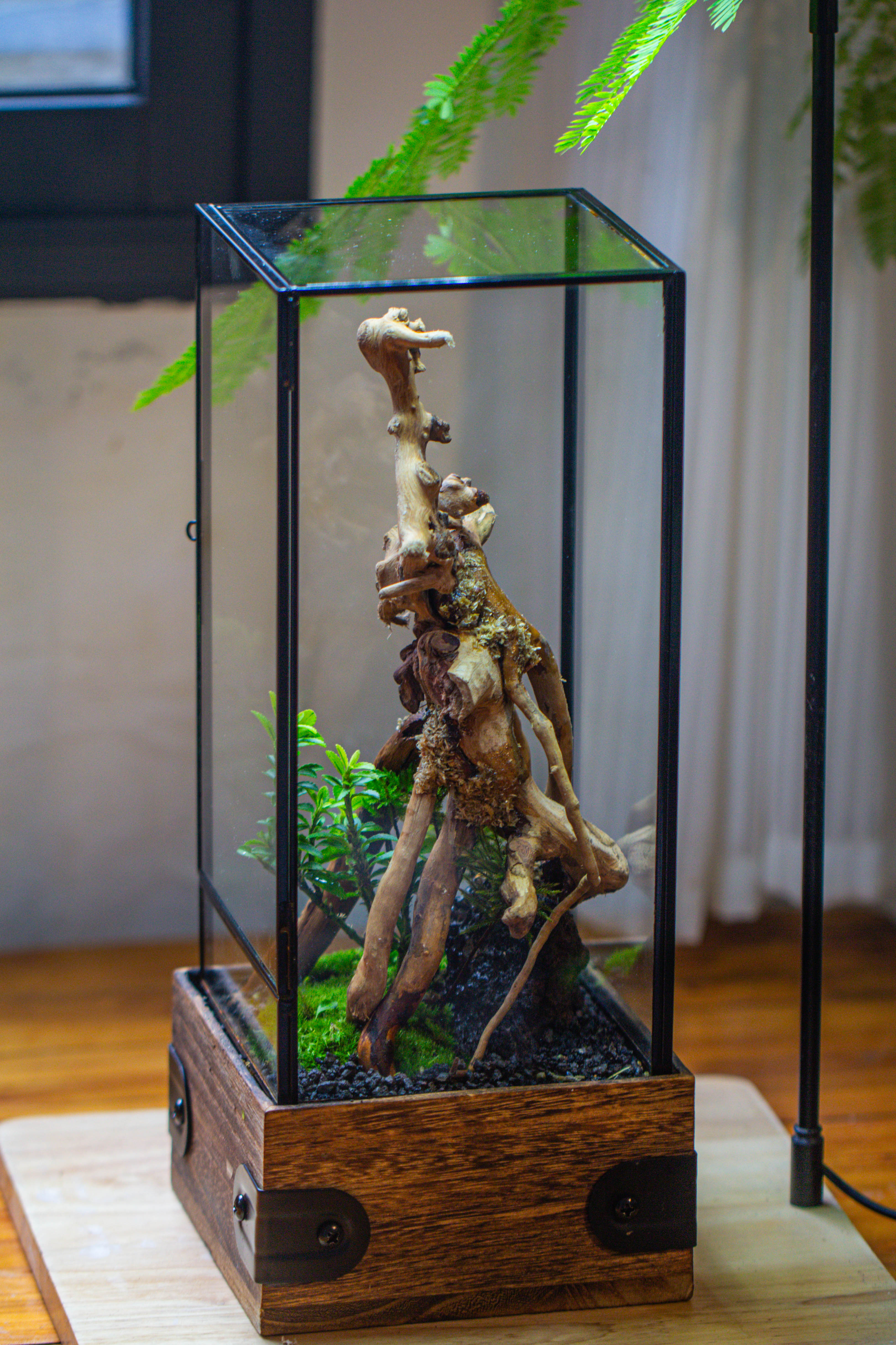 Handmade Glass Terrarium with Wood Base, Rectangular Planter with Door, with LED Acrylic Lamp Base for Plants, Moss Landscapes, Plant Lover Gift - NCYPgarden