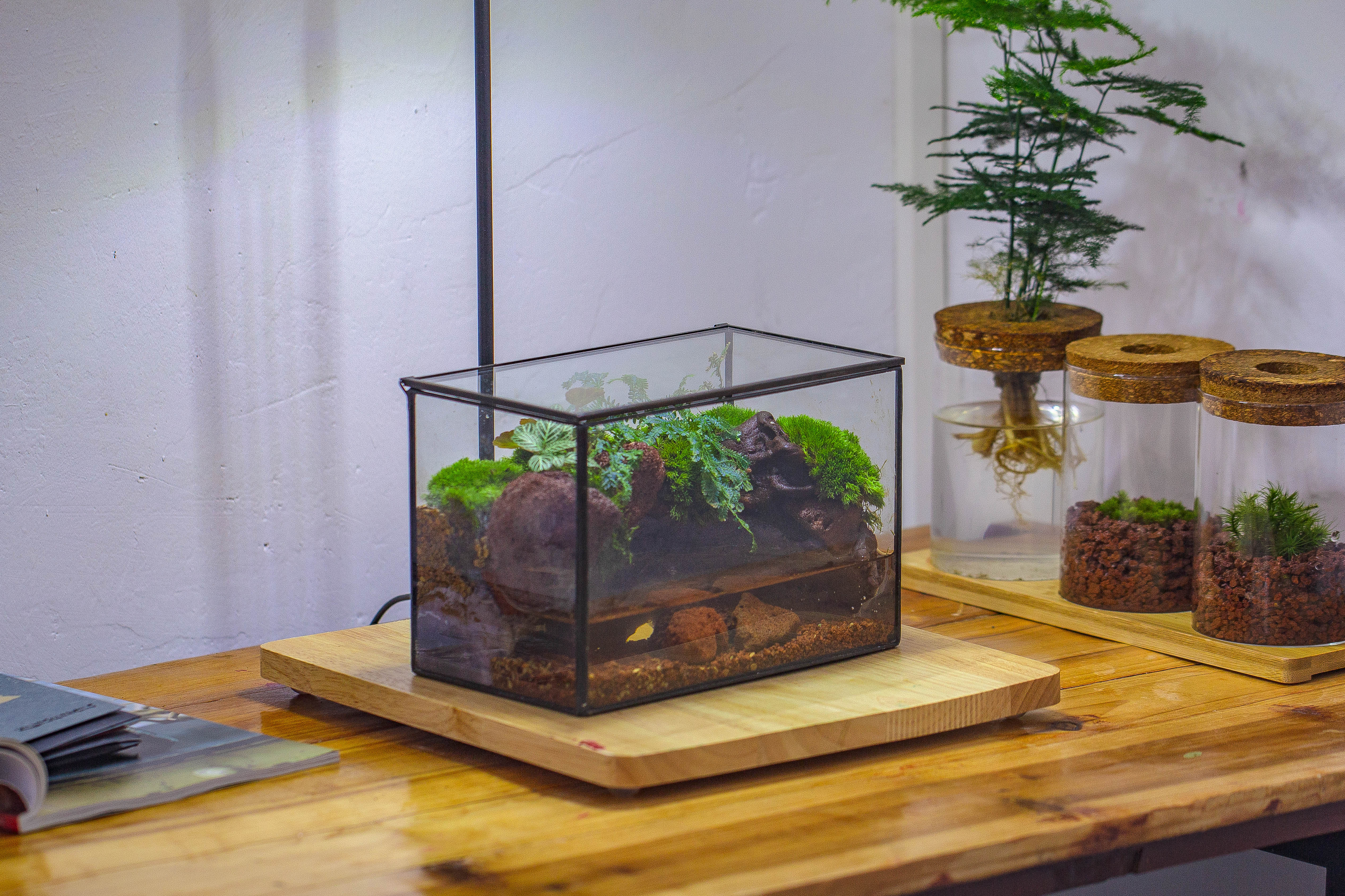 NCYP Watertight Close Rectangle Geometric Glass Tin Terrarium, for small waterpond, moss landscape, Live Miniature, water pond, landscape - NCYPgarden