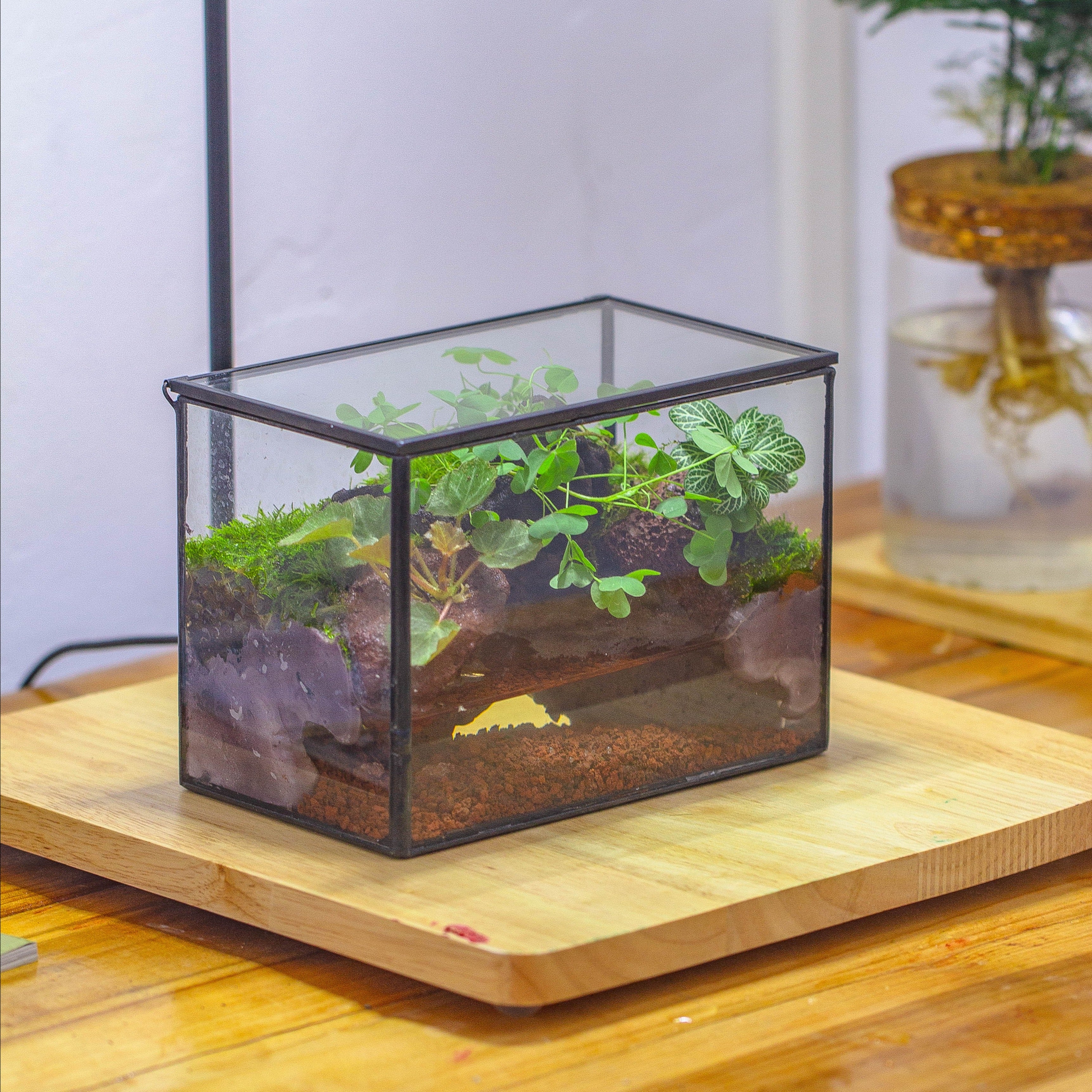 NCYP Watertight Close Small Rectangle Geometric Glass Tin Terrarium, for small waterpond, moss landscape, Live Miniature, water pond - NCYPgarden