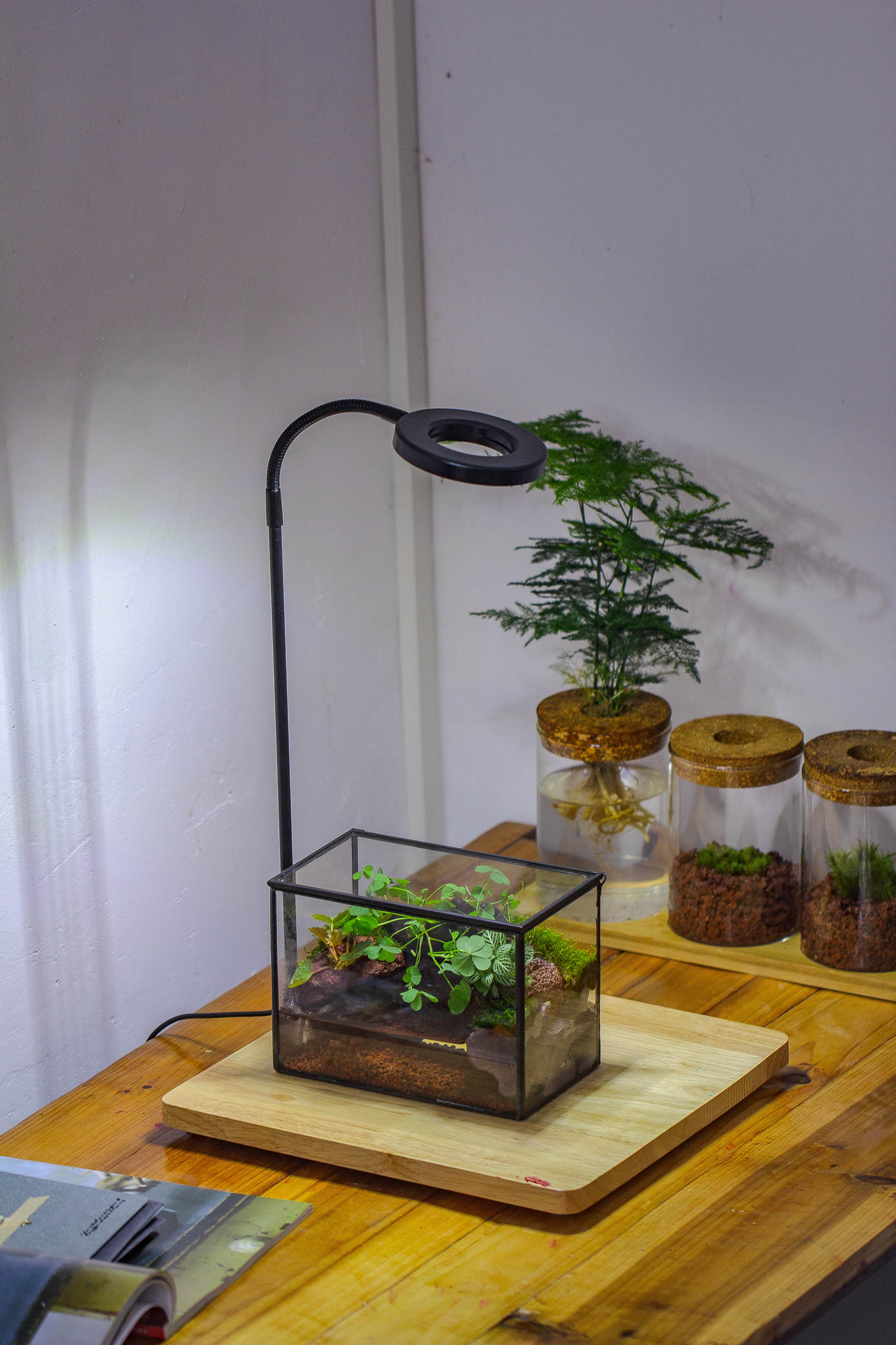 NCYP Watertight Close Small Rectangle Geometric Glass Tin Terrarium, for small waterpond, moss landscape, Live Miniature, water pond - NCYPgarden