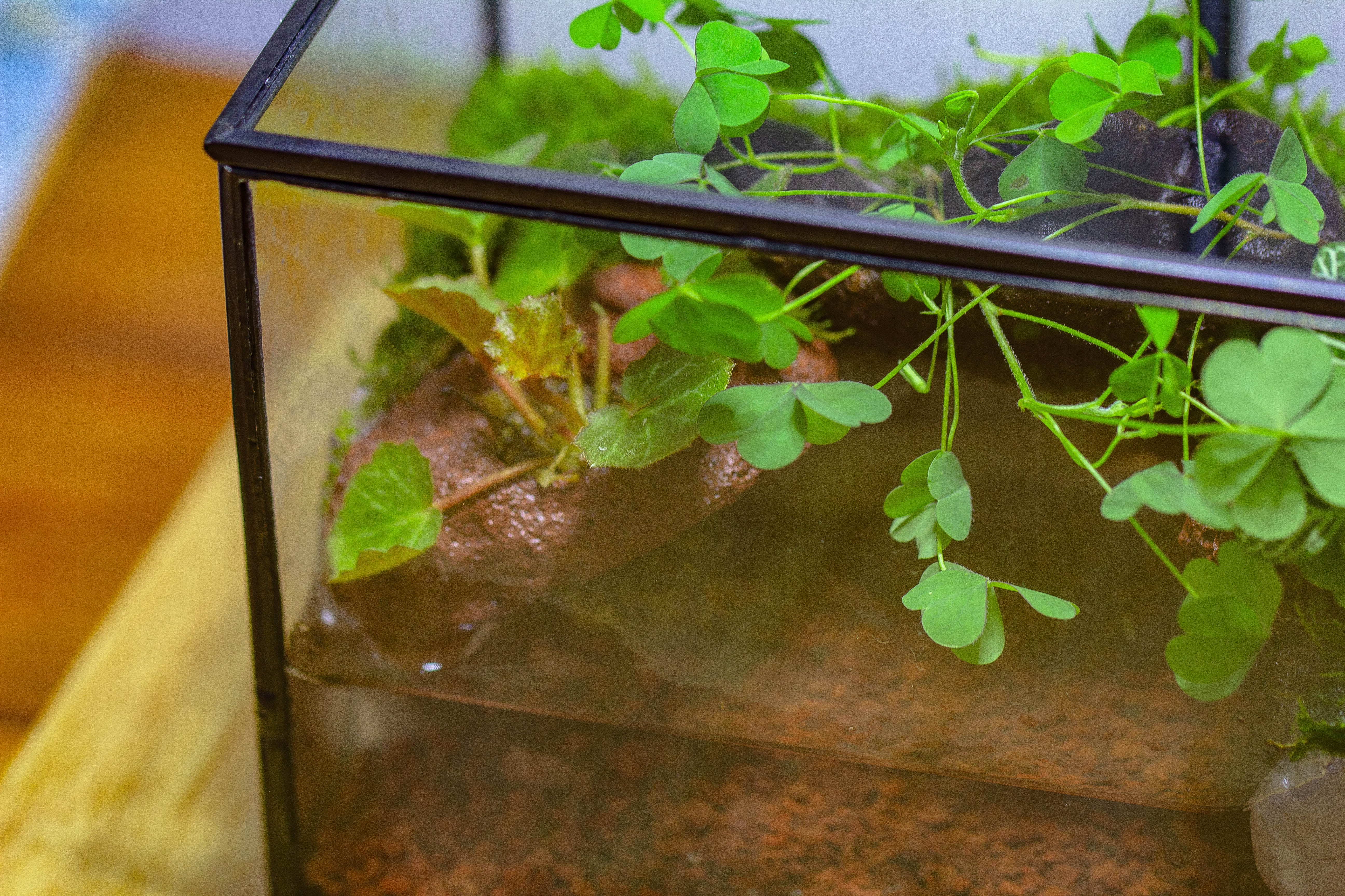 NCYP Watertight Close Small Rectangle Geometric Glass Tin Terrarium, for small waterpond, moss landscape, Live Miniature, water pond - NCYPgarden