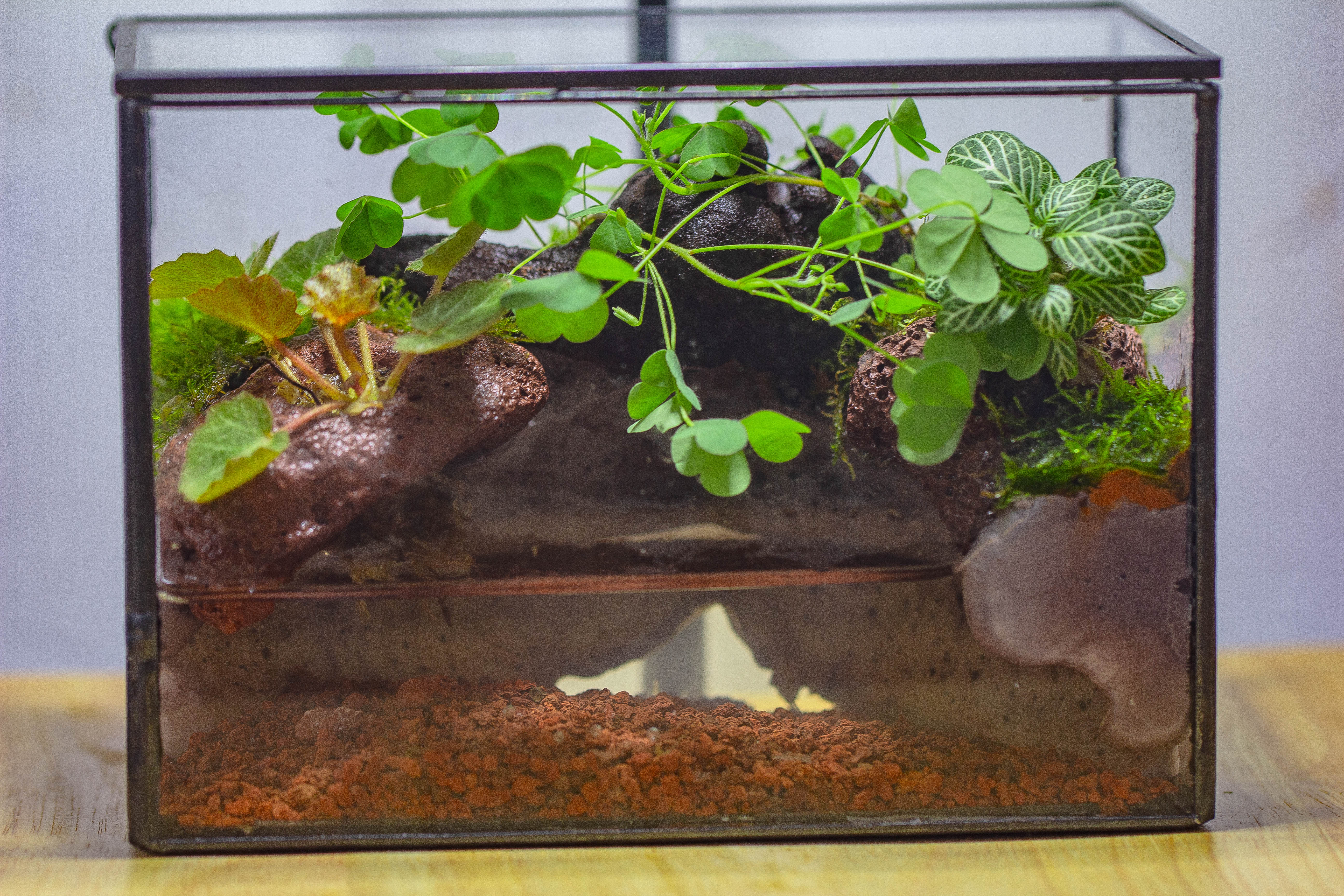 NCYP Watertight Close Small Rectangle Geometric Glass Tin Terrarium, for small waterpond, moss landscape, Live Miniature, water pond - NCYPgarden