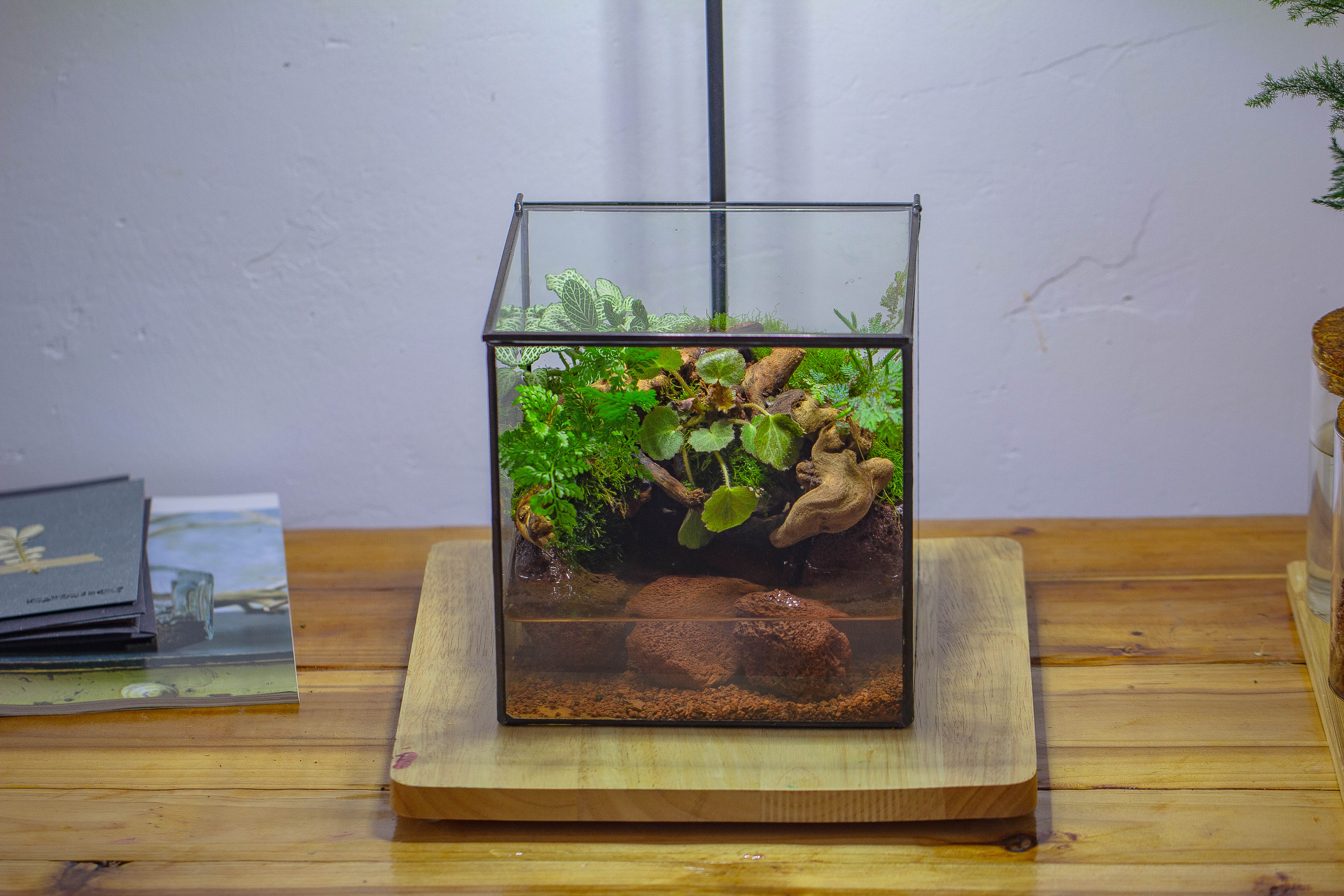 NCYP Watertight Close Cube 7" Geometric Glass Tin Terrarium, for small waterpond, moss landscape, Live Miniature, water pond, landscape - NCYPgarden