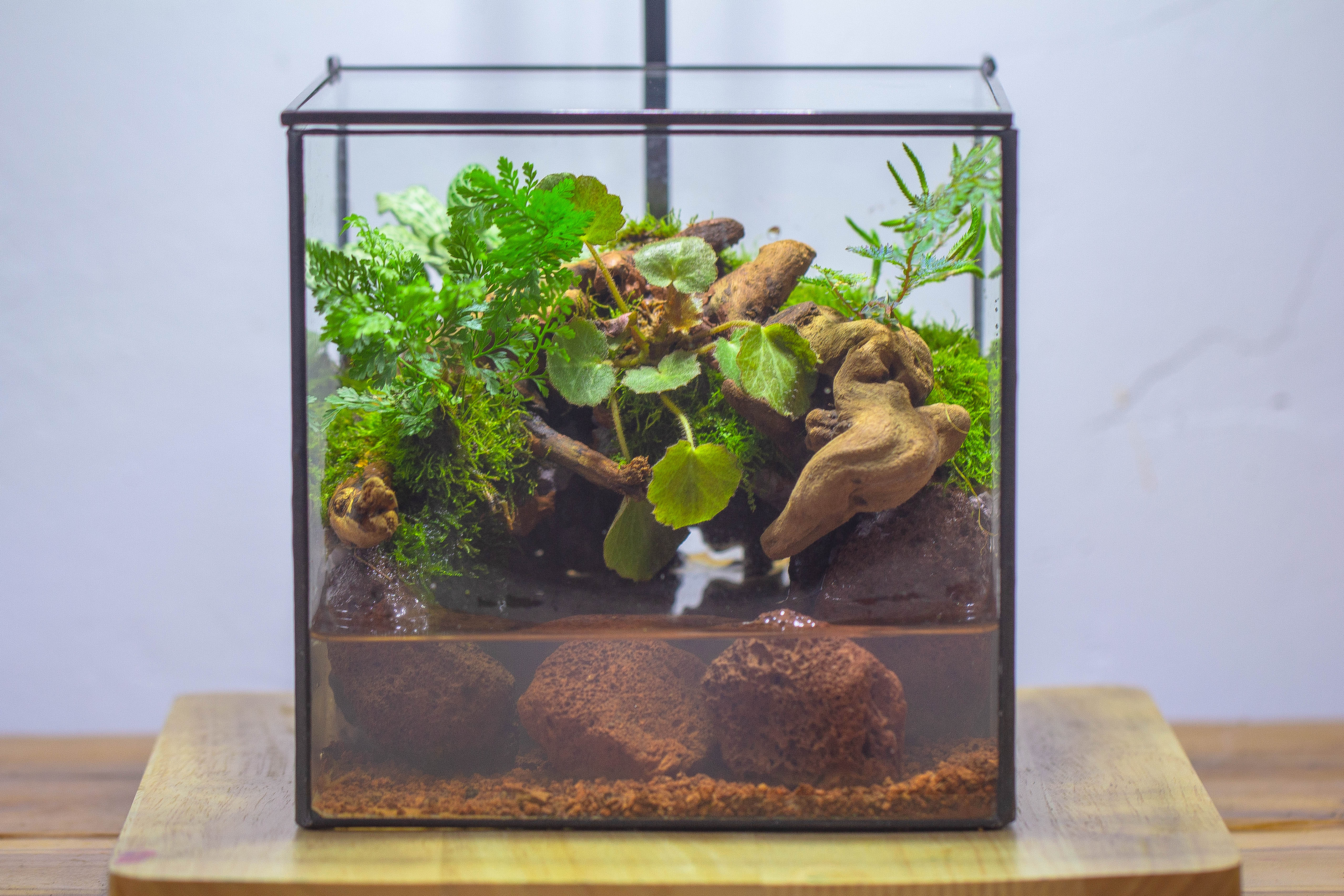 NCYP Watertight Close Cube 7" Geometric Glass Tin Terrarium, for small waterpond, moss landscape, Live Miniature, water pond, landscape - NCYPgarden