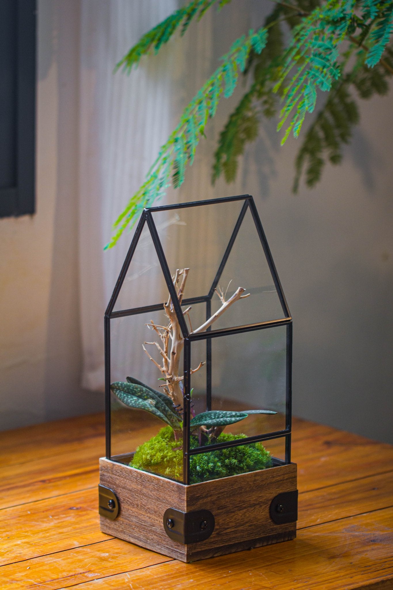 Basic Terrarium Handmade Glass Terrarium with Wood Base, House Shape Planter with Door ...