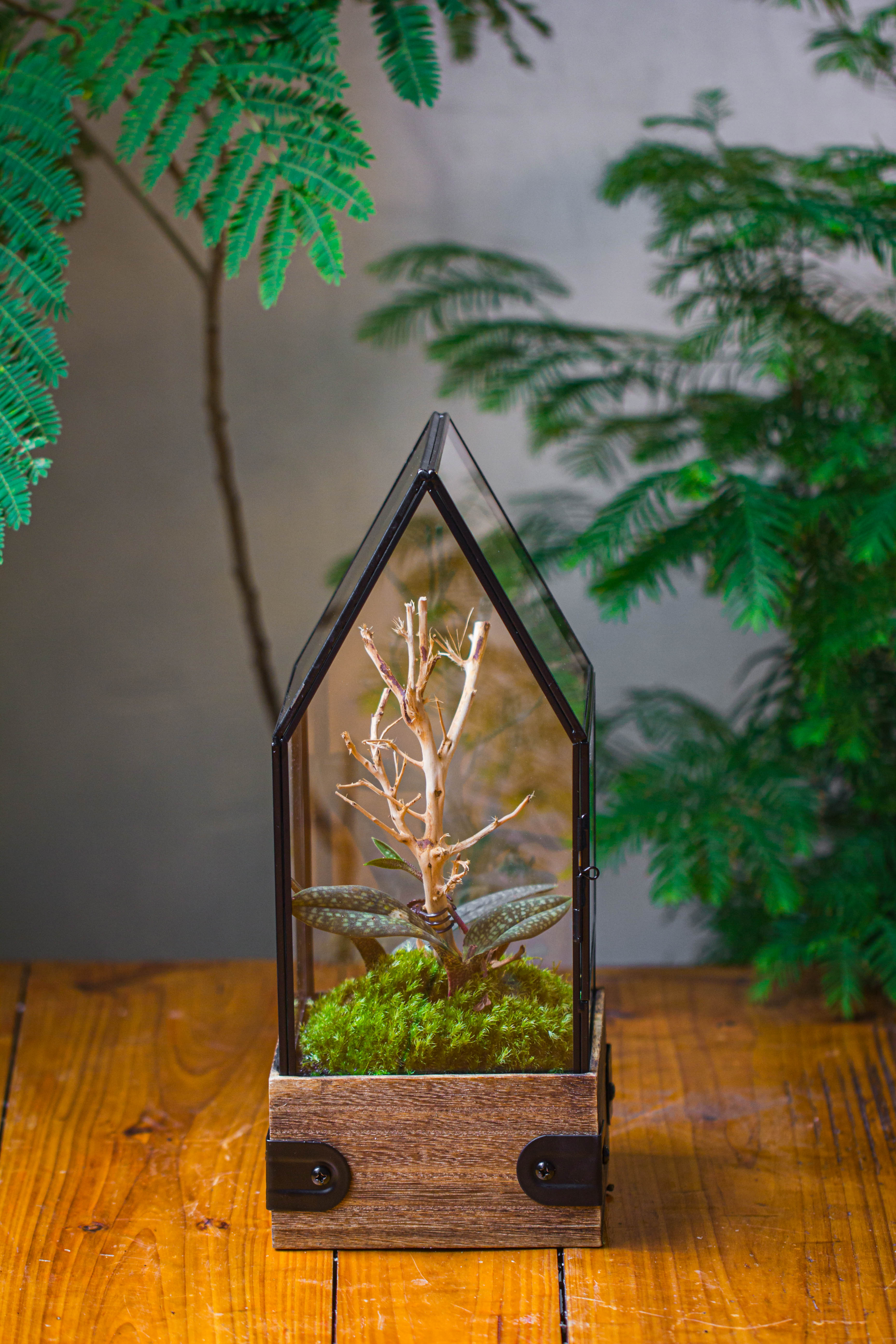 Handmade Glass Terrarium with Wood Base, House Shape Planter with Door, with LED Wood Lamp Base for Plants, Moss Landscapes, Plant Lover Gift - NCYPgarden