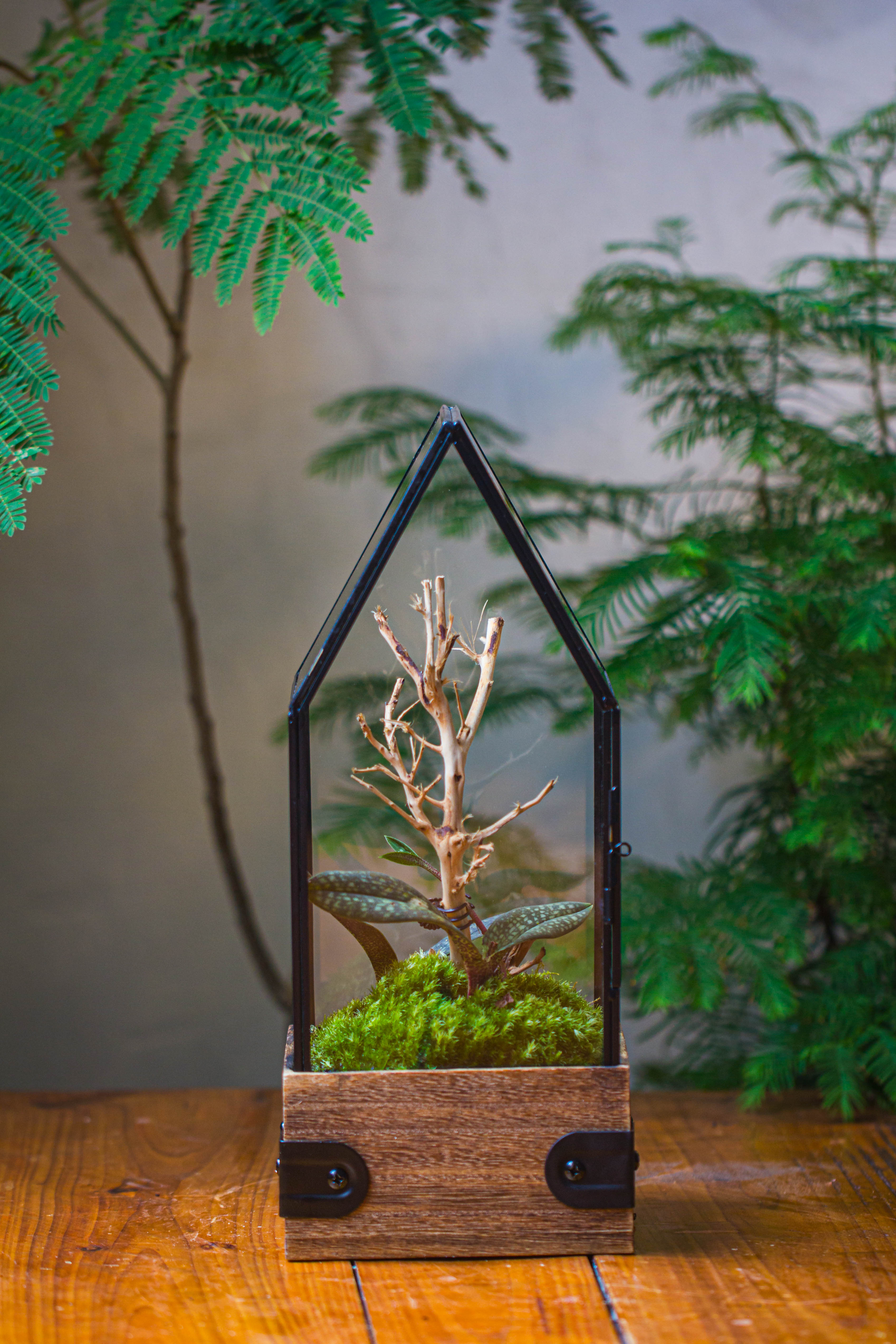 Handmade Glass Terrarium with Wood Base, House Shape Planter with Door, with LED Wood Lamp Base for Plants, Moss Landscapes, Plant Lover Gift - NCYPgarden
