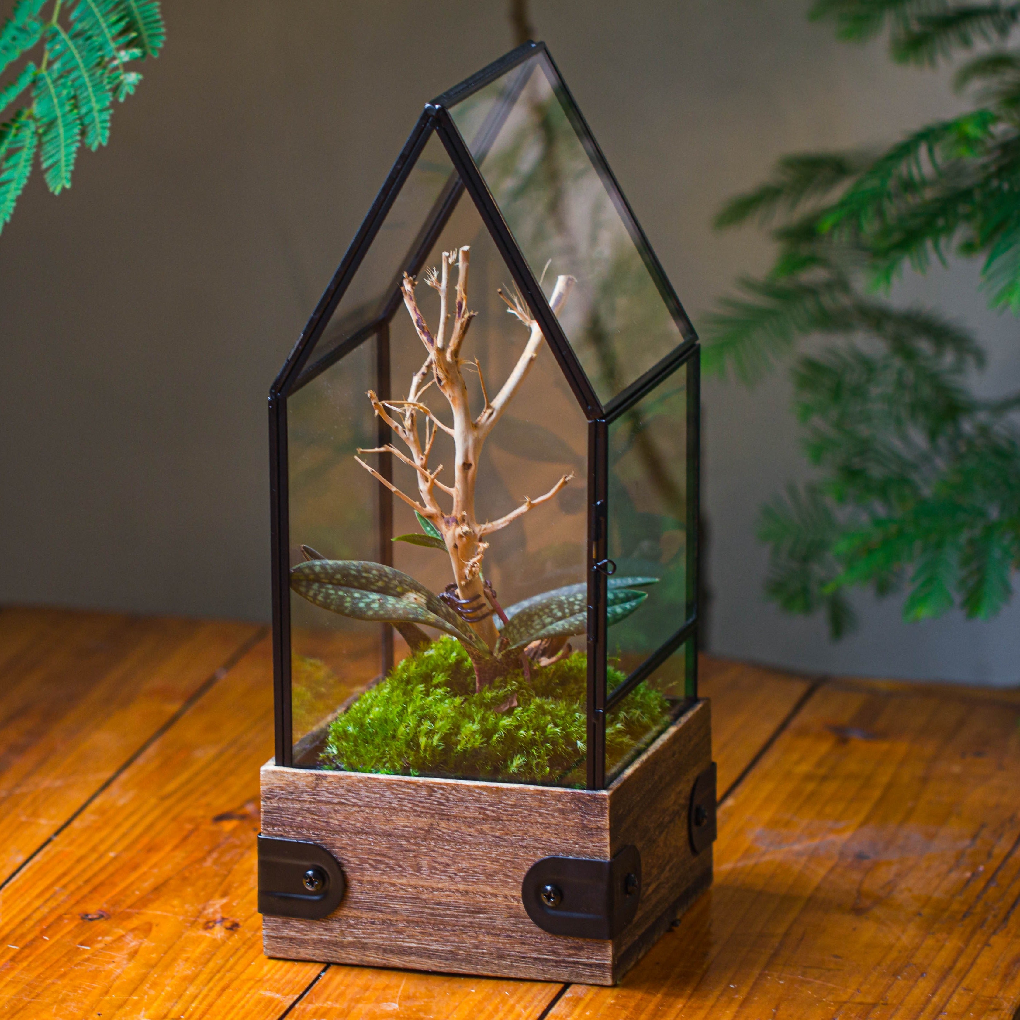 Handmade Glass Terrarium with Wood Base, House Shape Planter with Door, with LED Wood Lamp Base for Plants, Moss Landscapes, Plant Lover Gift - NCYPgarden