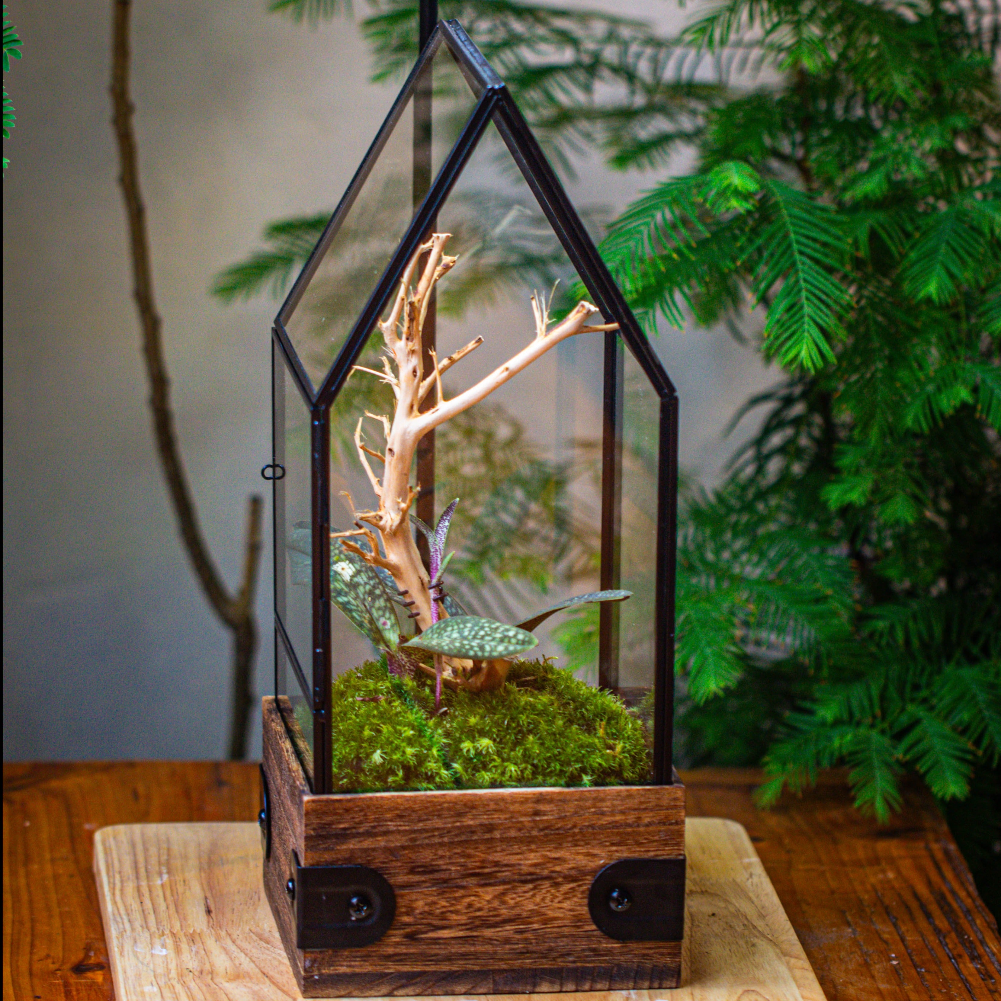 Handmade Glass Terrarium with Wood Base, House Shape Planter with Door, with LED Wood Lamp Base for Plants, Moss Landscapes, Plant Lover Gift - NCYPgarden