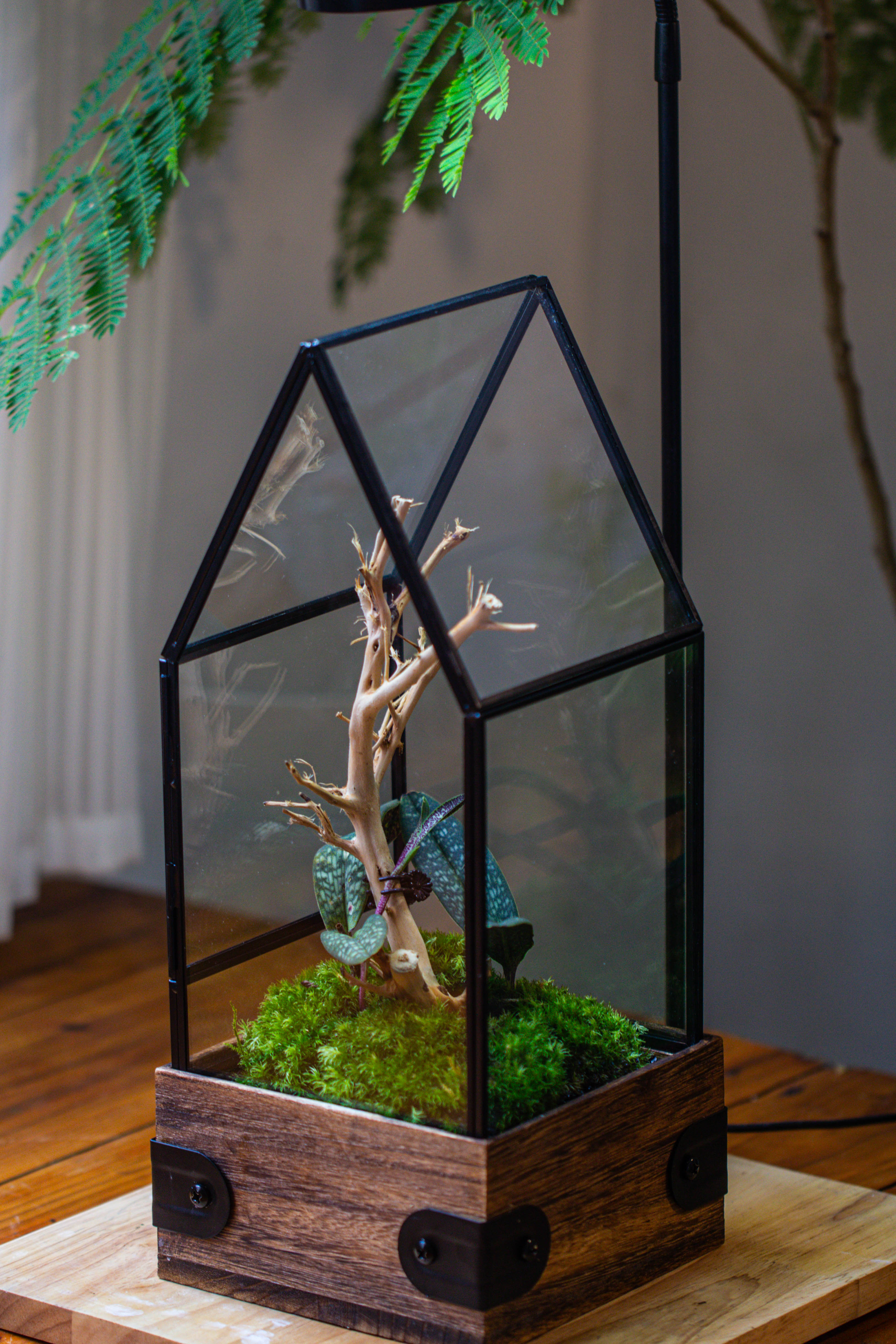 Handmade Glass Terrarium with Wood Base, House Shape Planter with Door, with LED Wood Lamp Base for Plants, Moss Landscapes, Plant Lover Gift - NCYPgarden