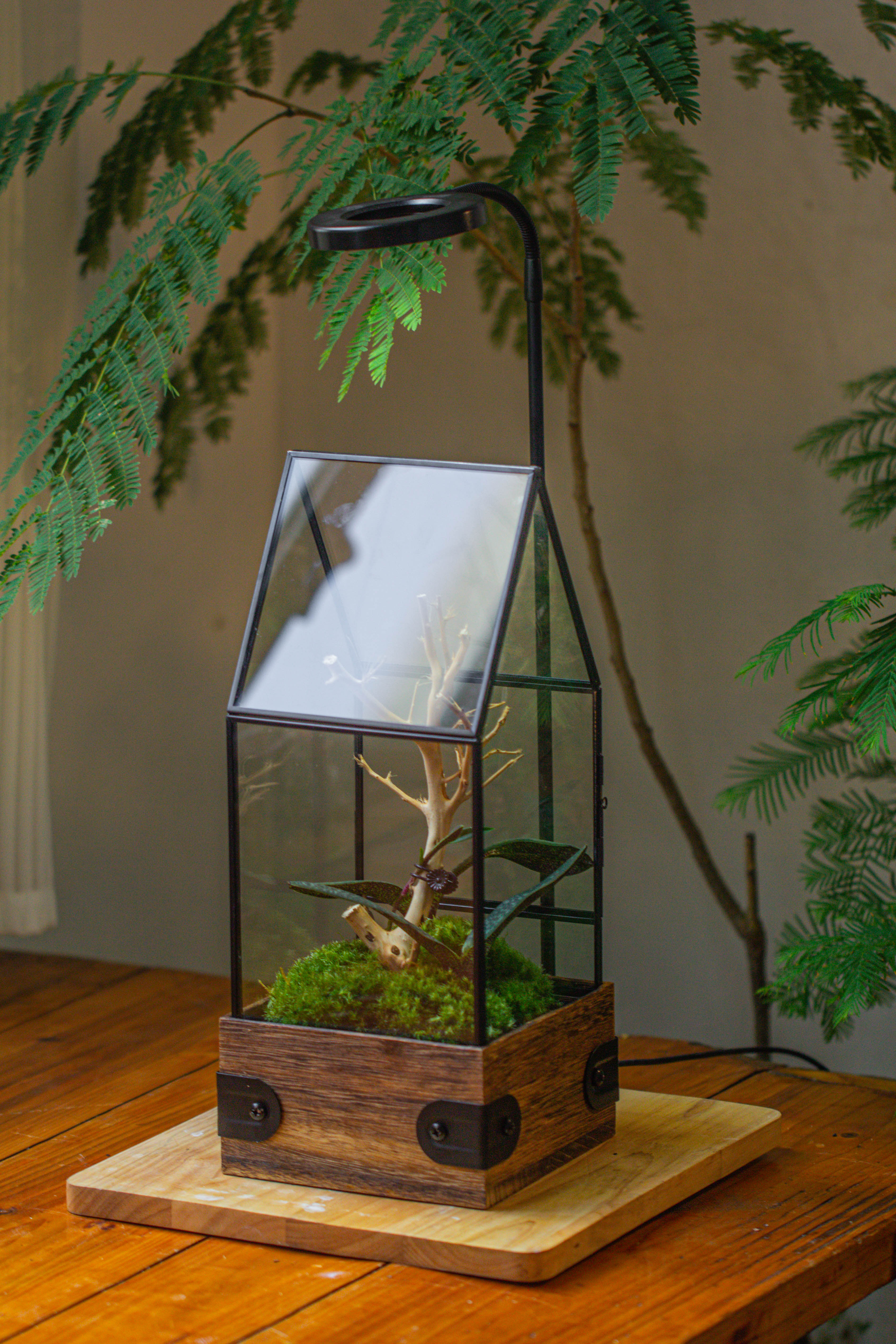 Handmade Glass Terrarium with Wood Base, House Shape Planter with Door, with LED Wood Lamp Base for Plants, Moss Landscapes, Plant Lover Gift - NCYPgarden