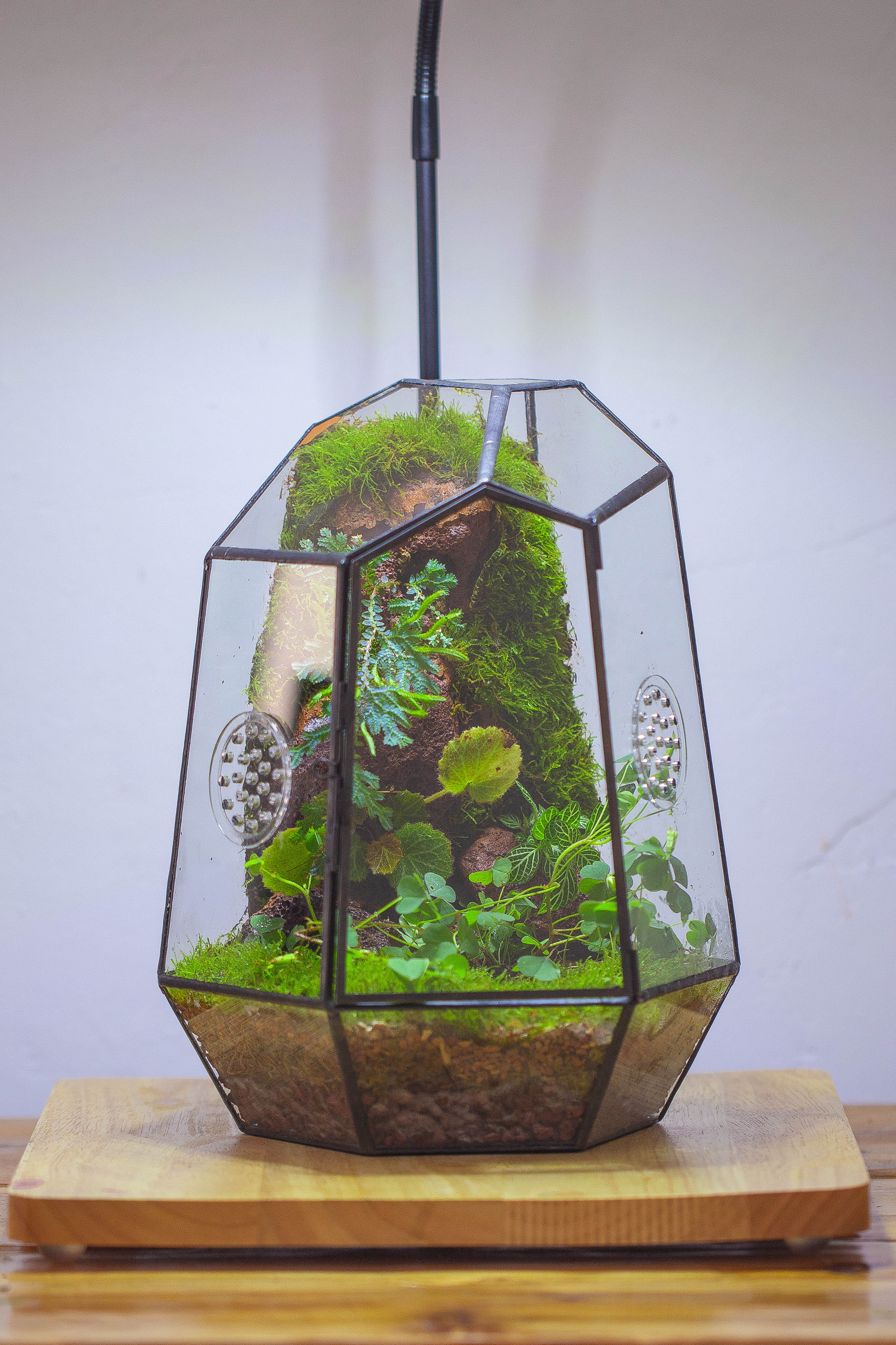 NCYP Close Geometric Glass Terrarium with Door, Tin Sealed Irregular Tall Planter Succulent Cacti Fern Flower Pot - NCYPgarden