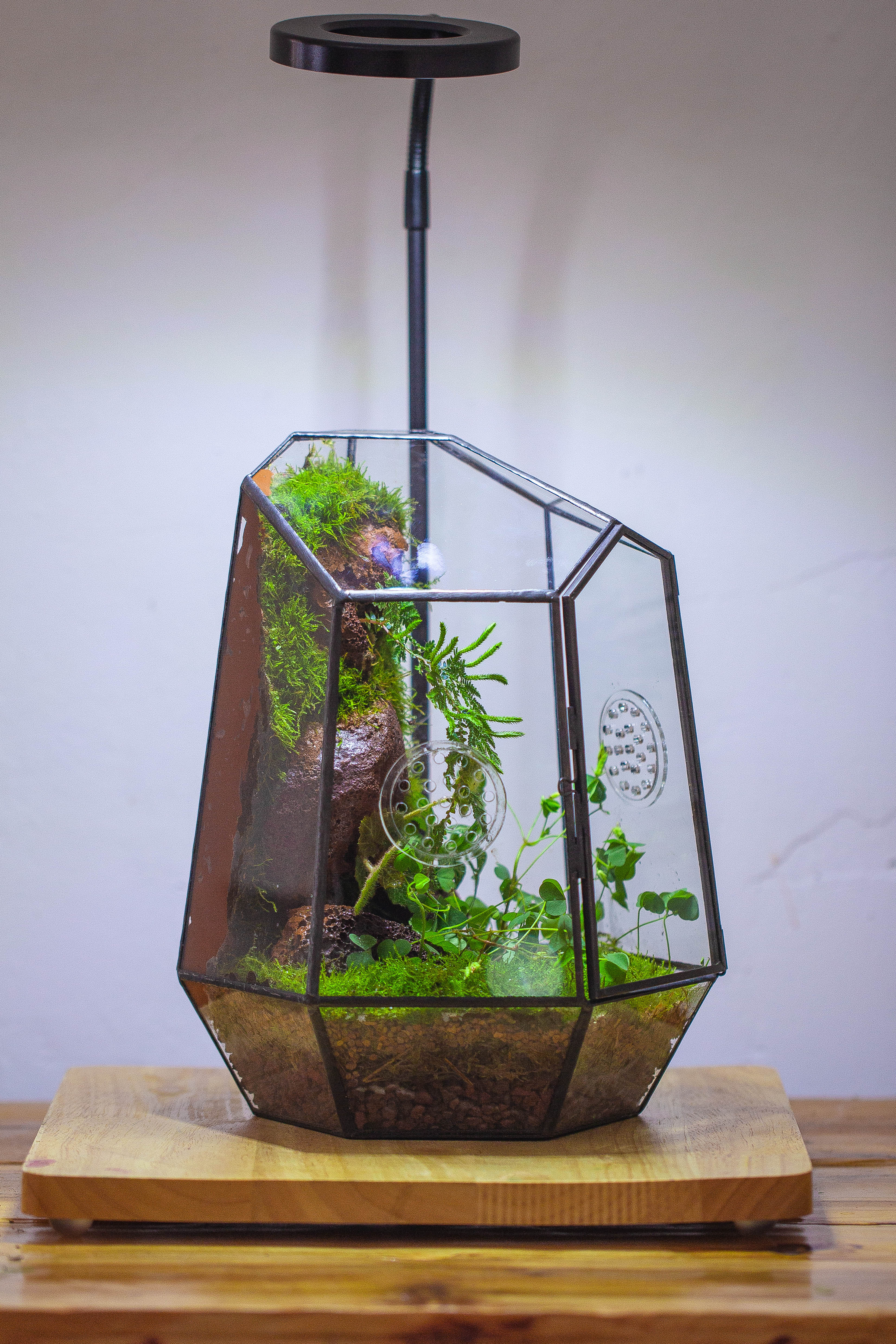 NCYP Close Geometric Glass Terrarium with Door, Tin Sealed Irregular Tall Planter Succulent Cacti Fern Flower Pot - NCYPgarden