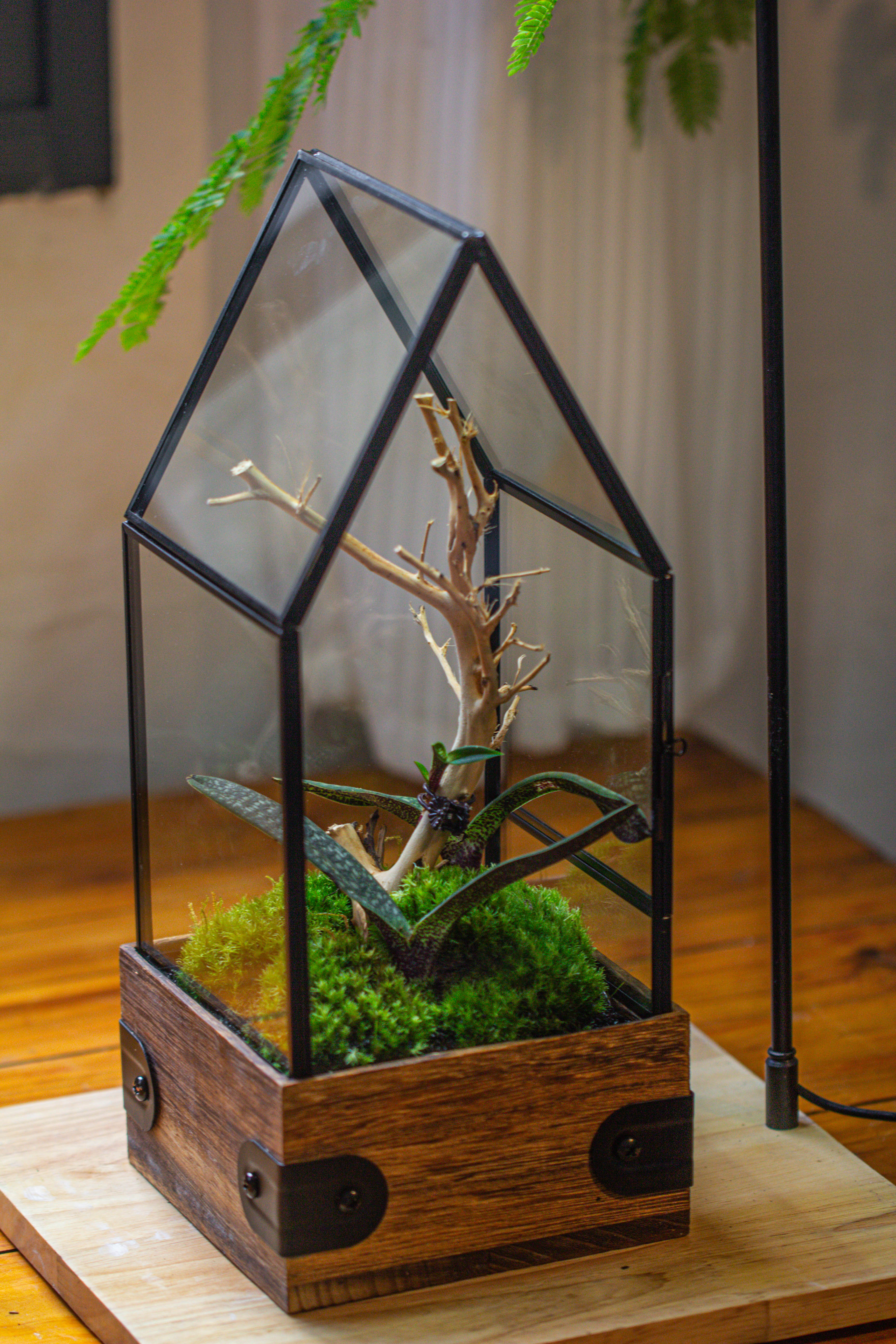 Handmade Glass Terrarium with Wood Base, House Shape Planter with Door, with LED Wood Lamp Base for Plants, Moss Landscapes, Plant Lover Gift - NCYPgarden