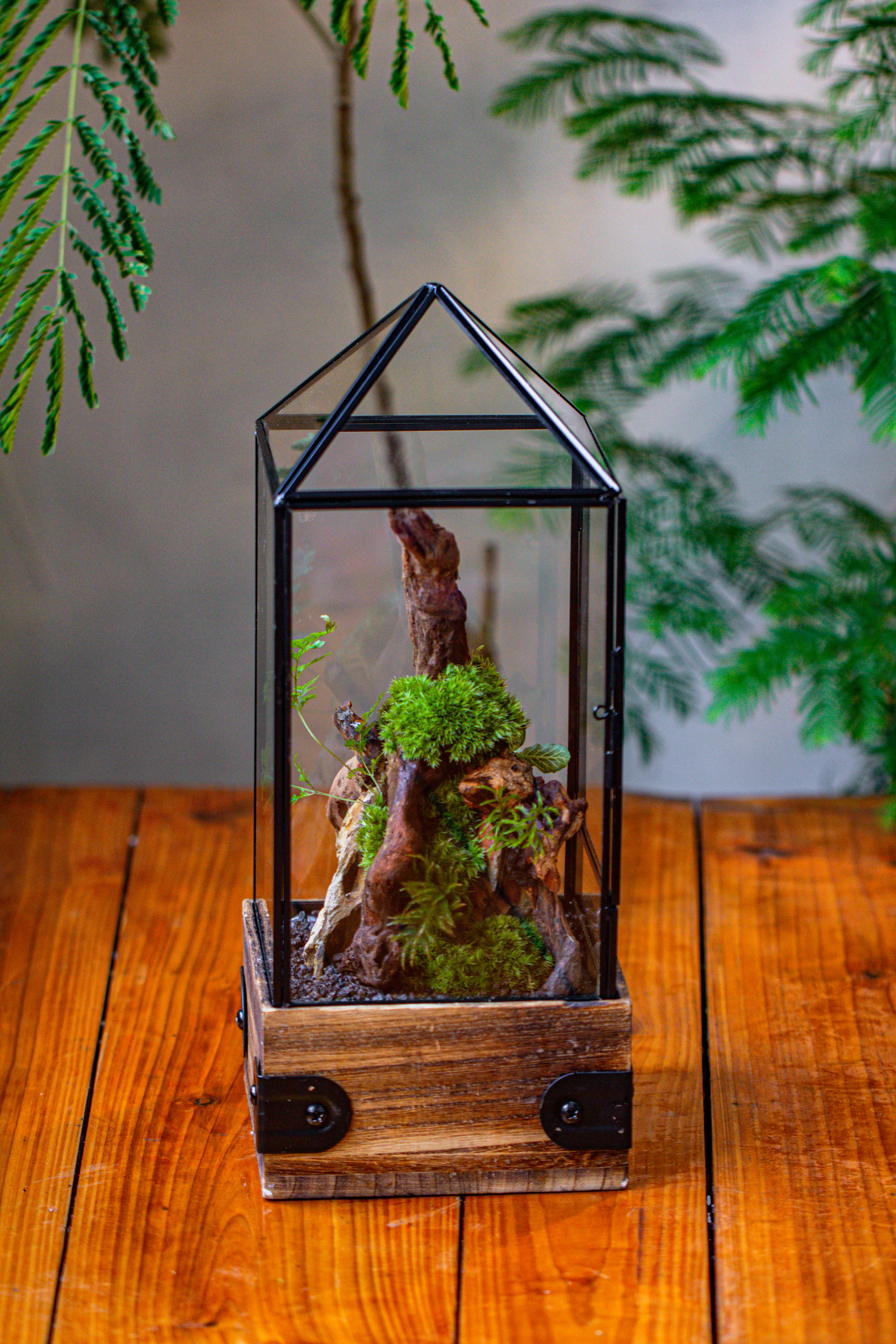 Handmade Glass Terrarium with Wood Base, Pyramid Shape Planter with Door, with LED Acrylic Lamp Base for Plants, Moss Landscapes, Plant Lover Gift - NCYPgarden