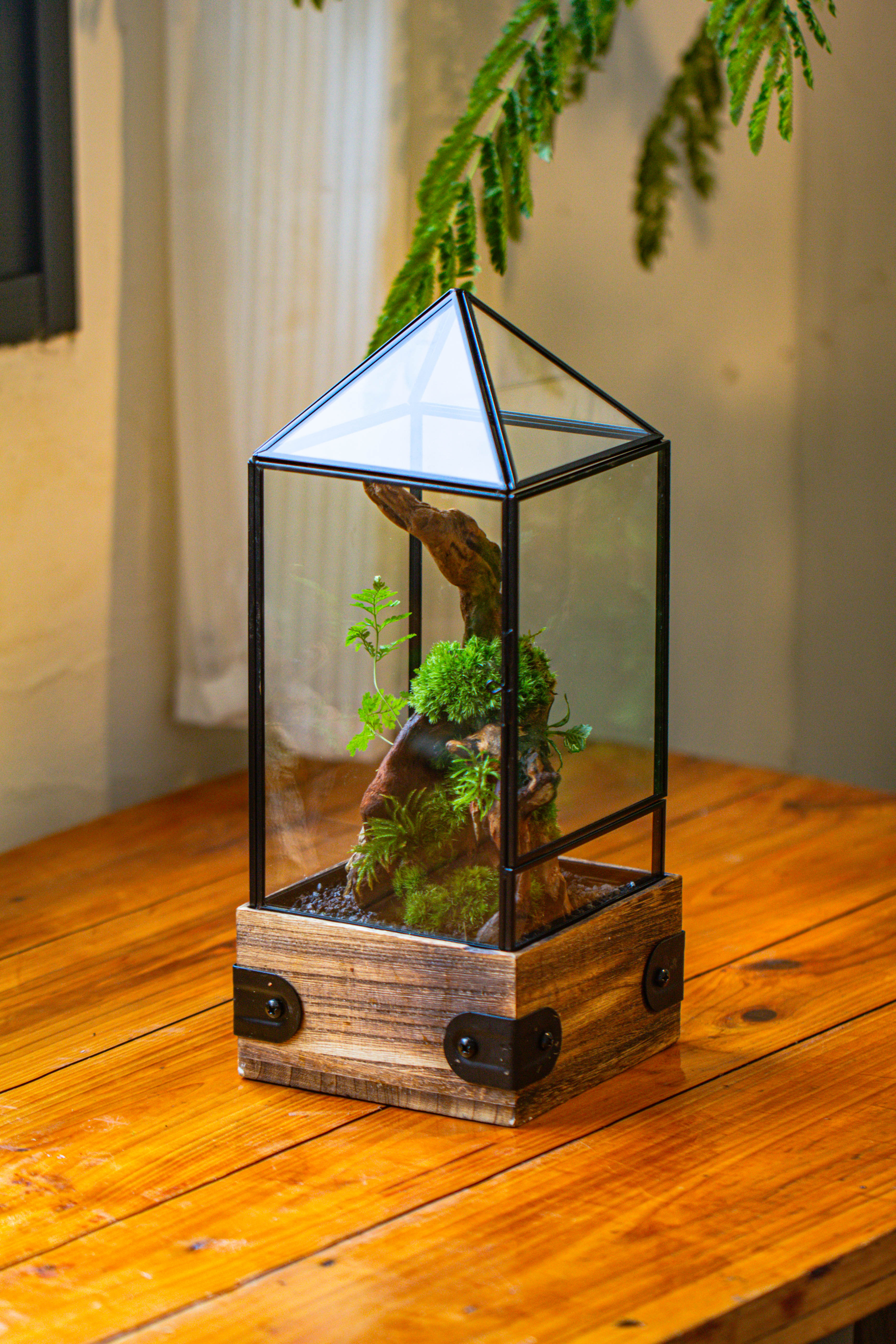 Handmade Glass Terrarium with Wood Base, Pyramid Shape Planter with Door, with LED Acrylic Lamp Base for Plants, Moss Landscapes, Plant Lover Gift - NCYPgarden