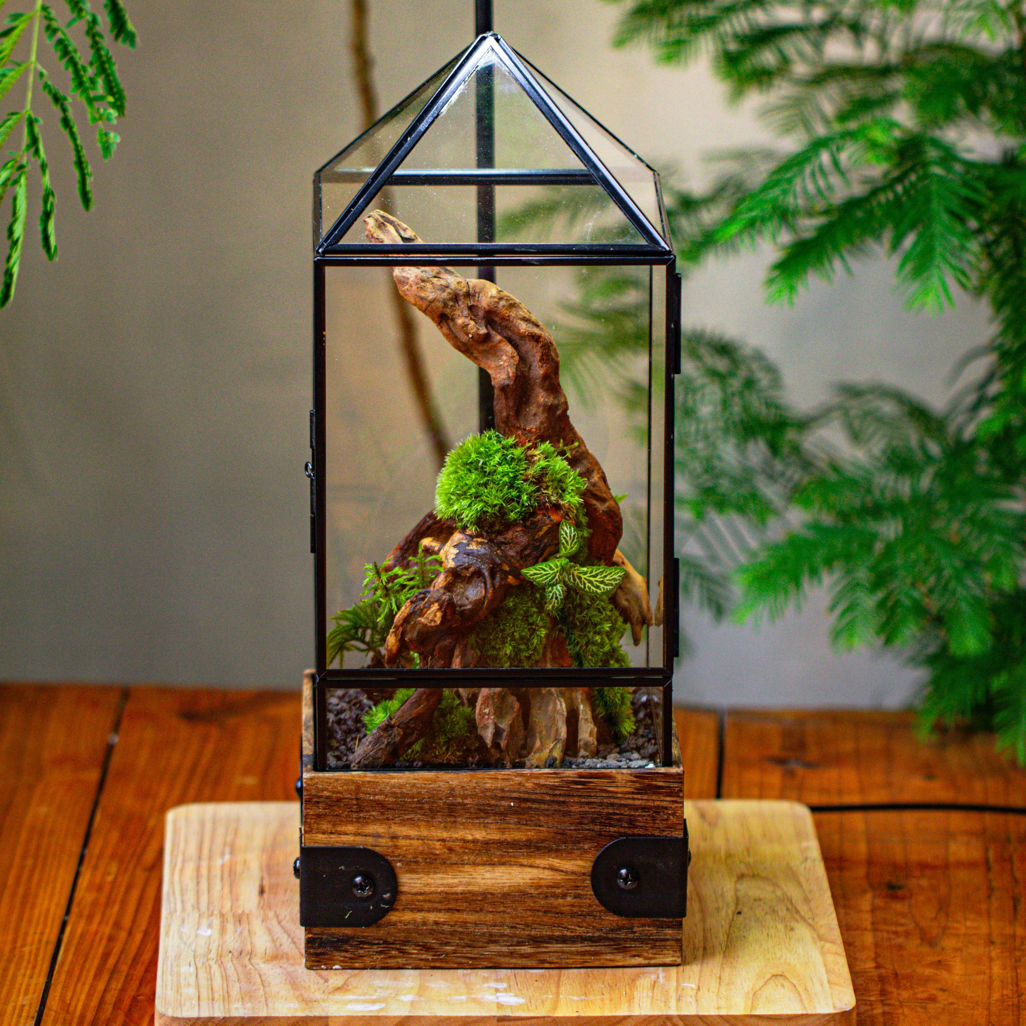 Handmade Glass Terrarium with Wood Base, Pyramid Shape Planter with Door, with LED Acrylic Lamp Base for Plants, Moss Landscapes, Plant Lover Gift - NCYPgarden